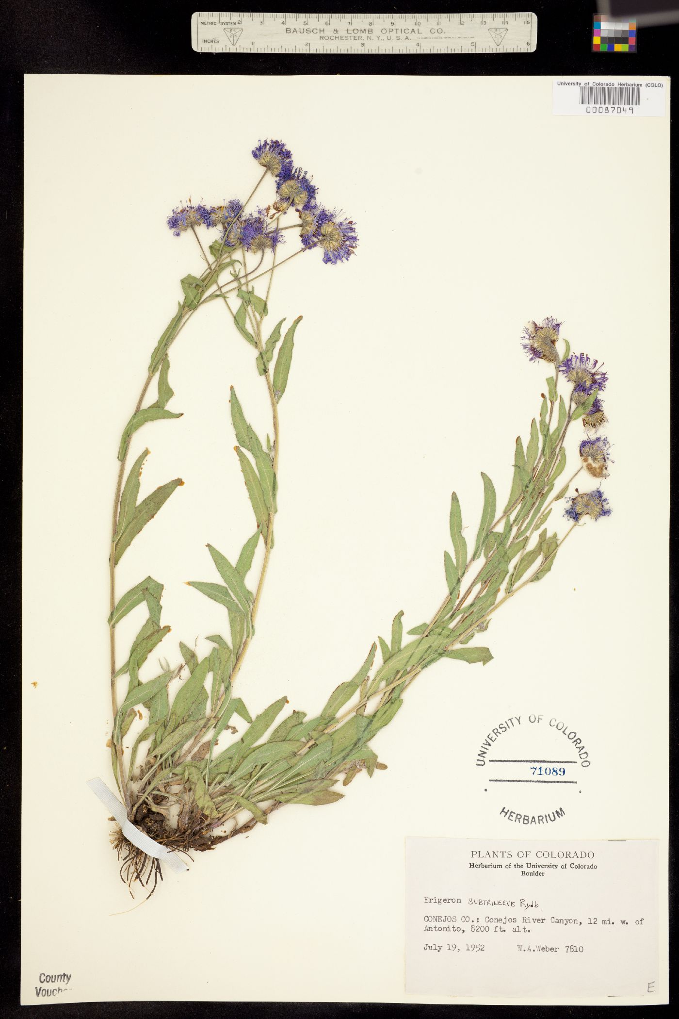 Erigeron subtrinervis image