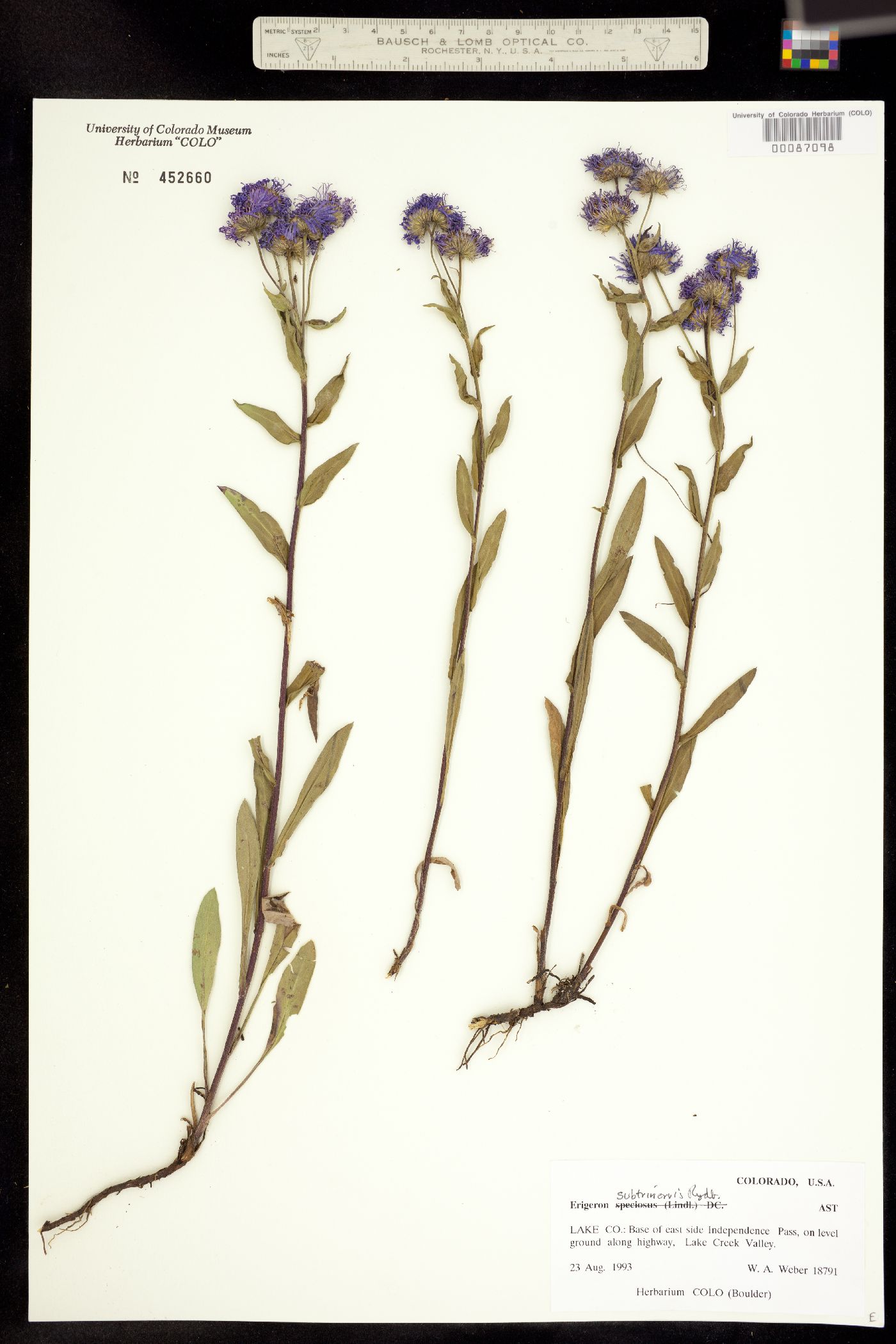Erigeron subtrinervis image