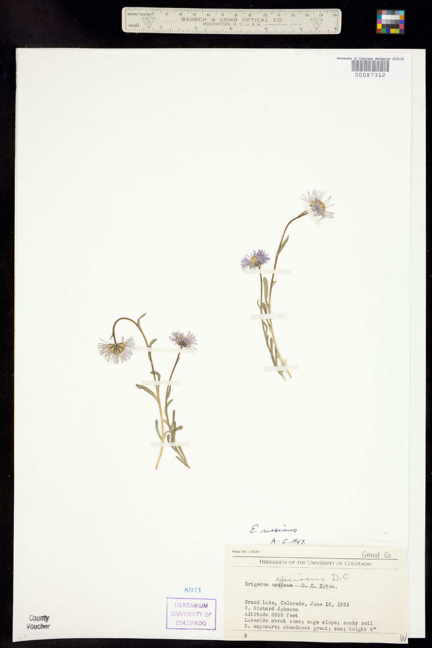 Erigeron ursinus image