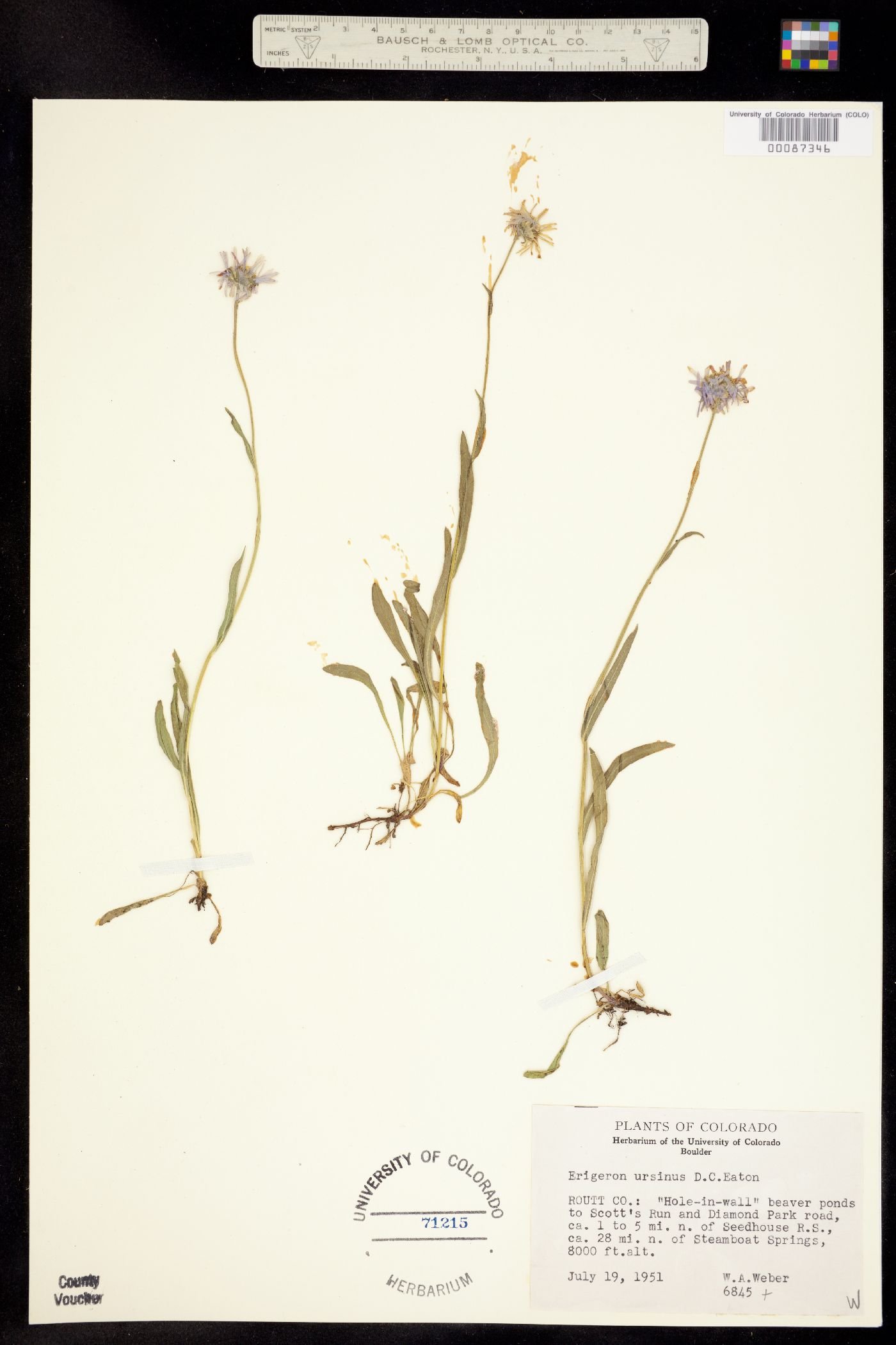 Erigeron ursinus image