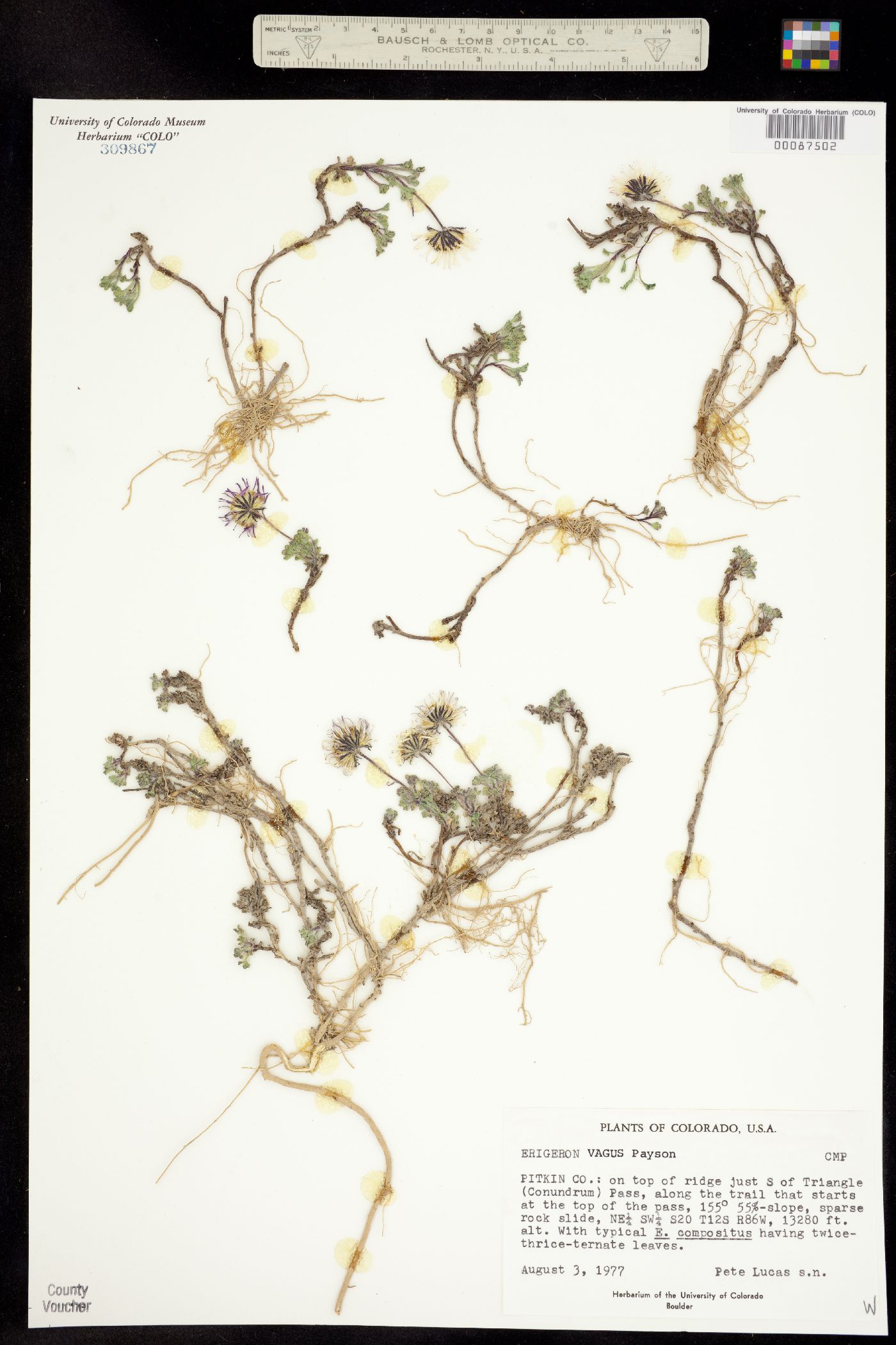 Erigeron vagus image