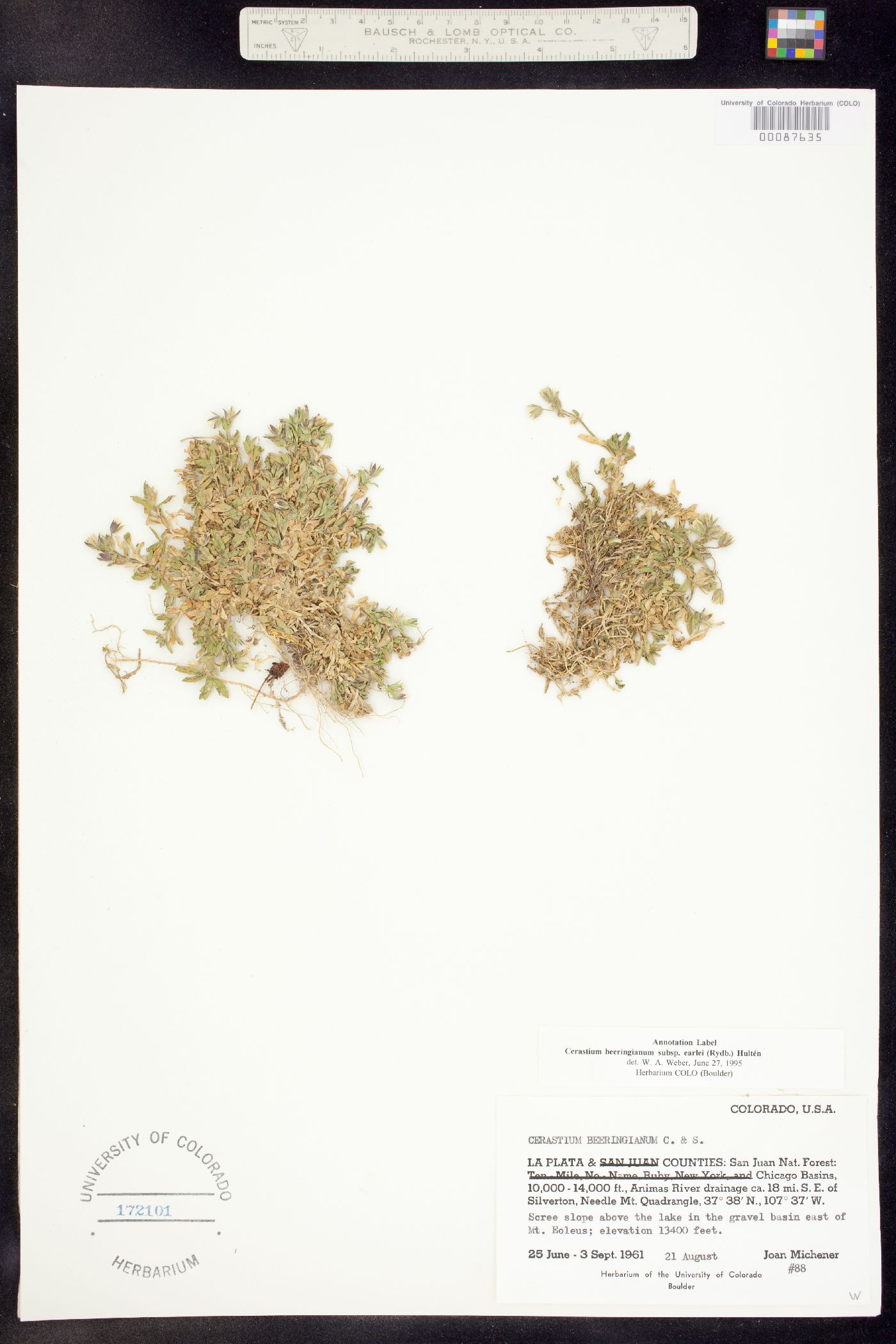 Cerastium beeringianum image