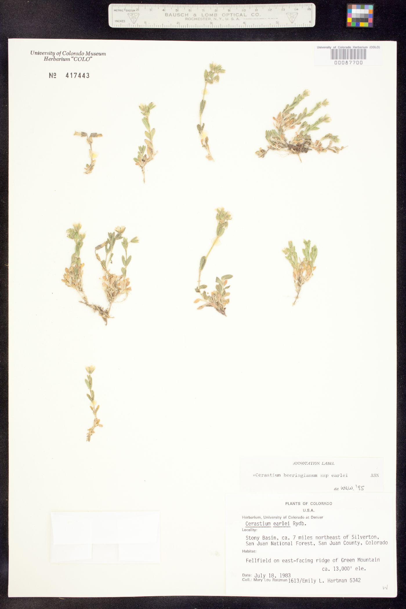 Cerastium beeringianum image