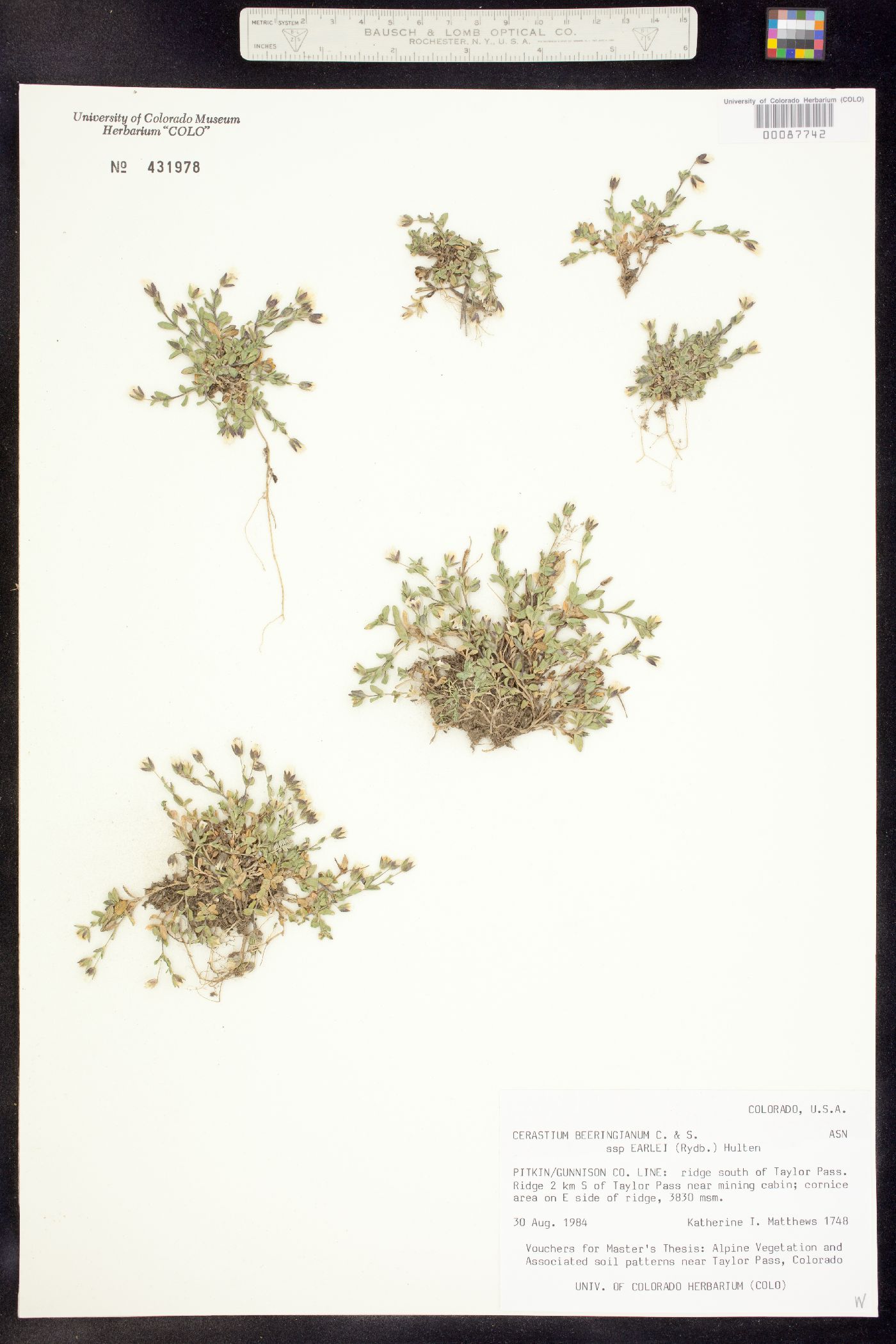 Cerastium beeringianum image