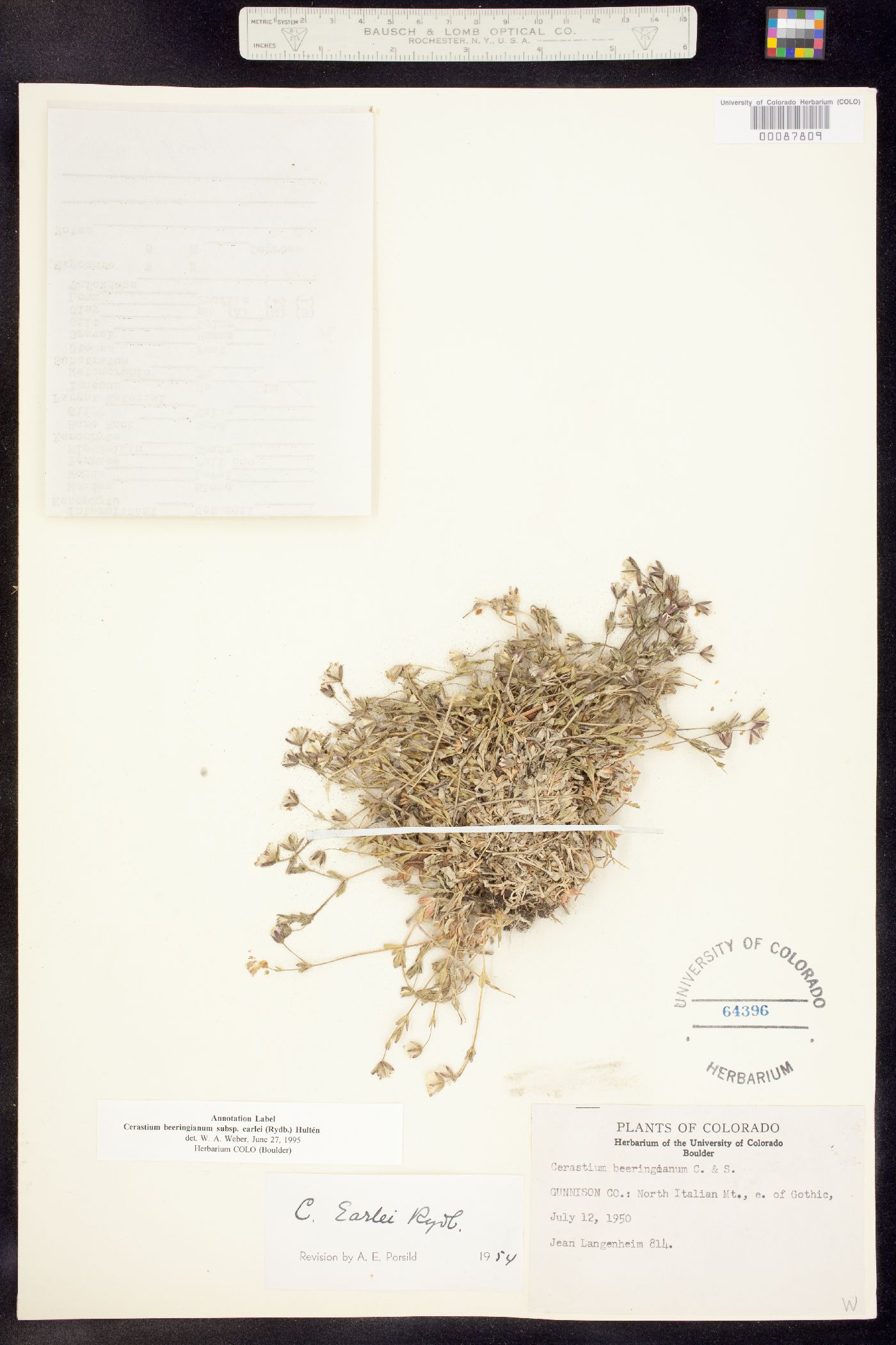 Cerastium beeringianum image