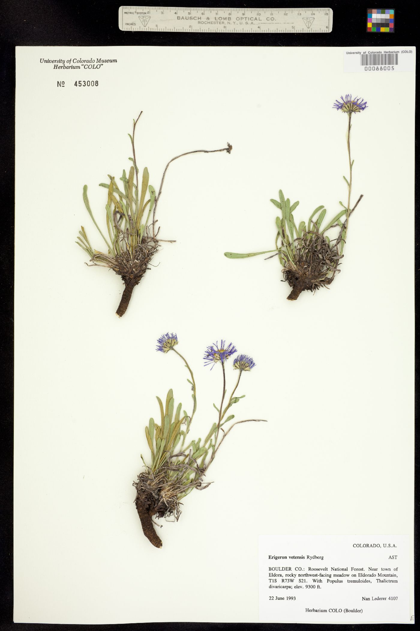 Erigeron vetensis image