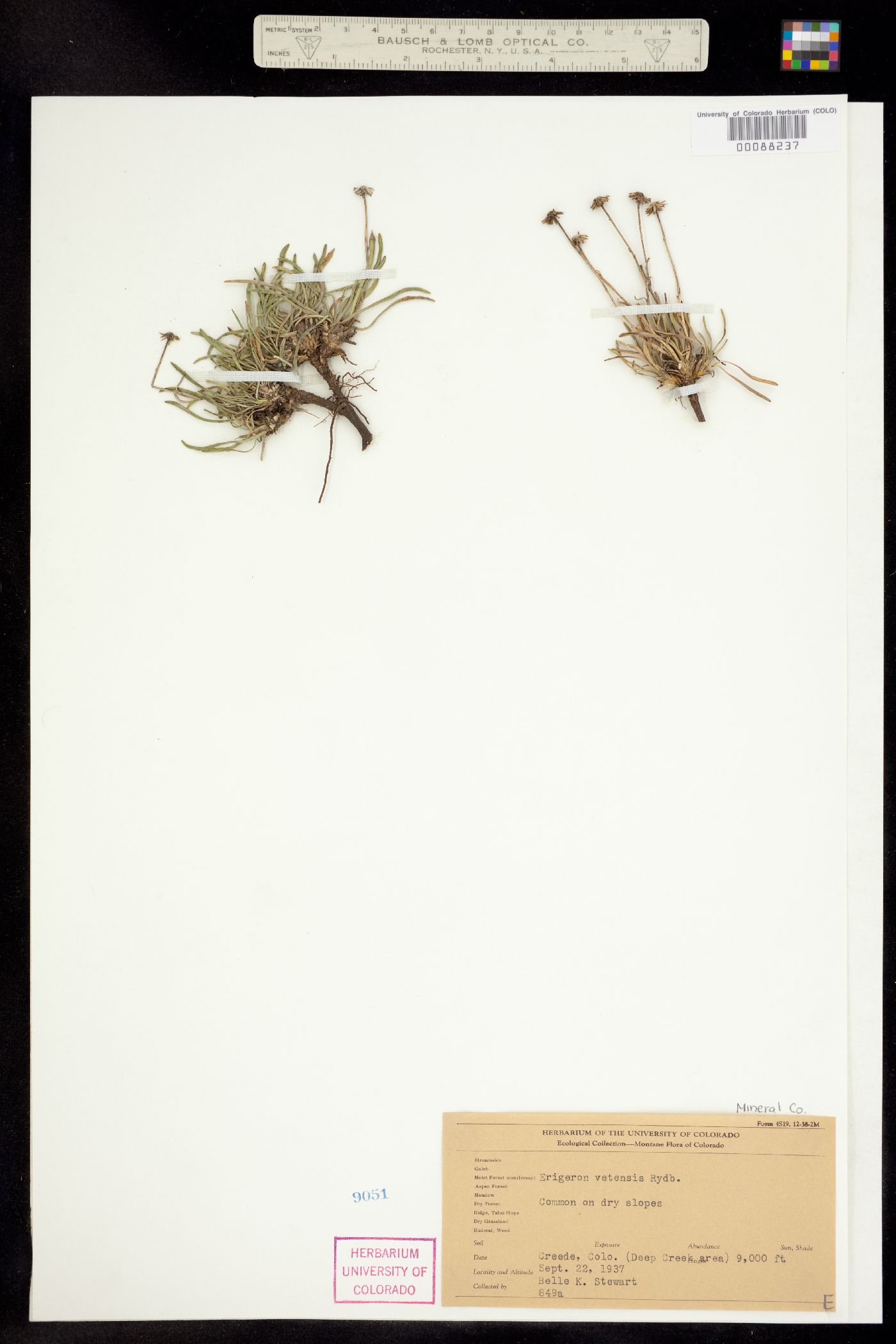 Erigeron vetensis image