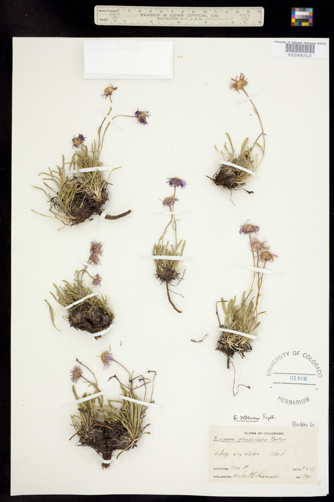 Erigeron vetensis image