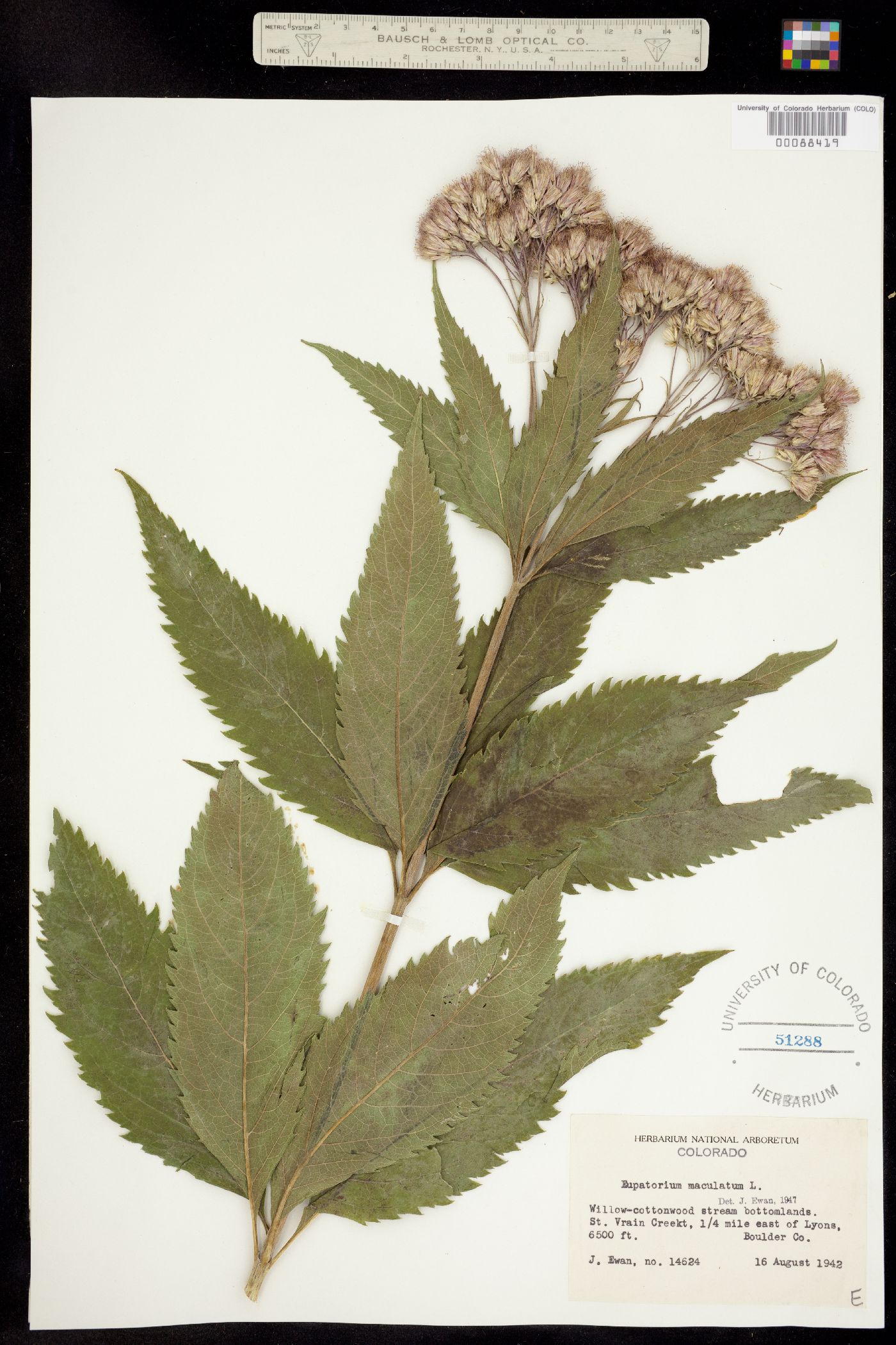 Eupatorium maculatum ssp. bruneri image