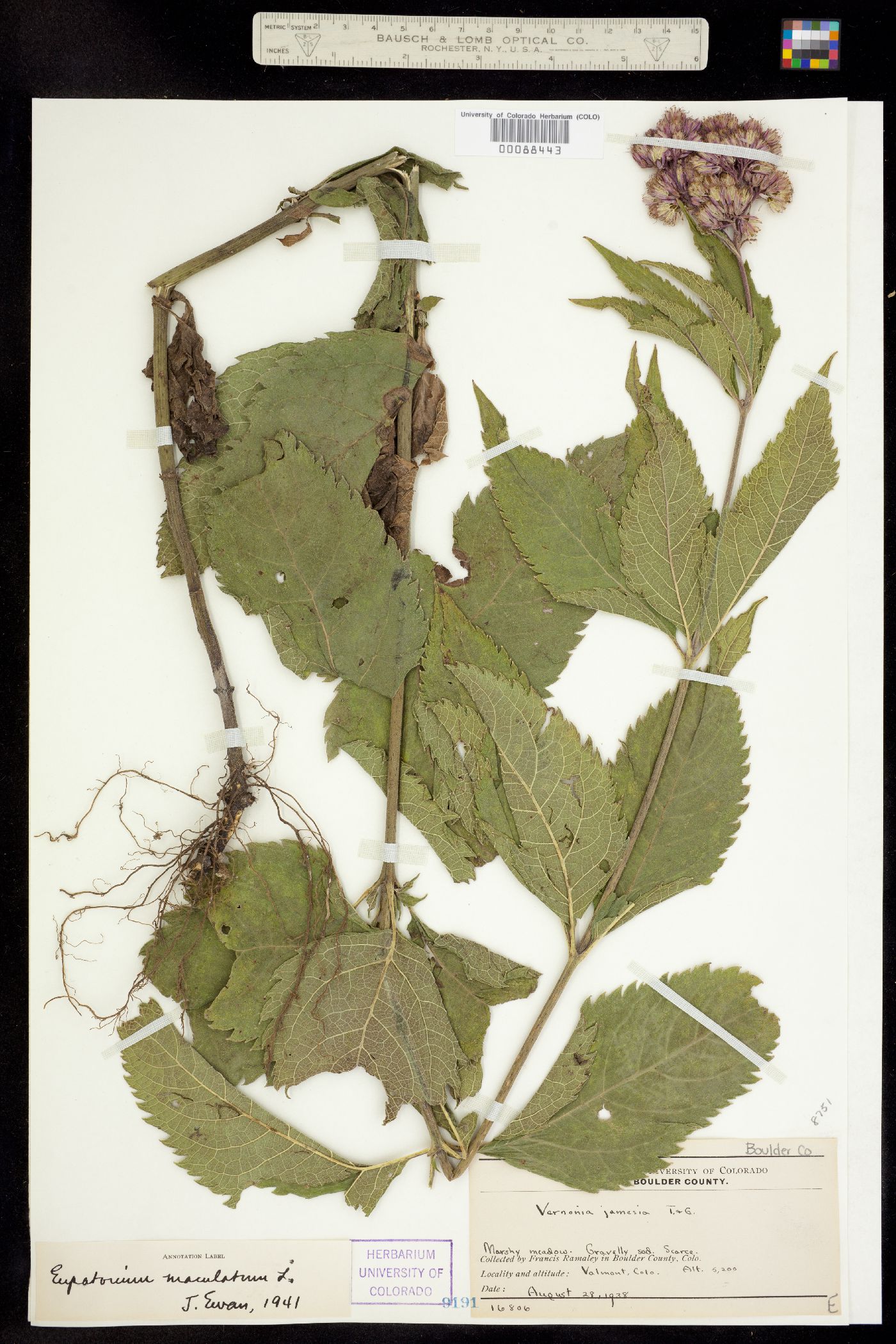 Eupatorium maculatum image