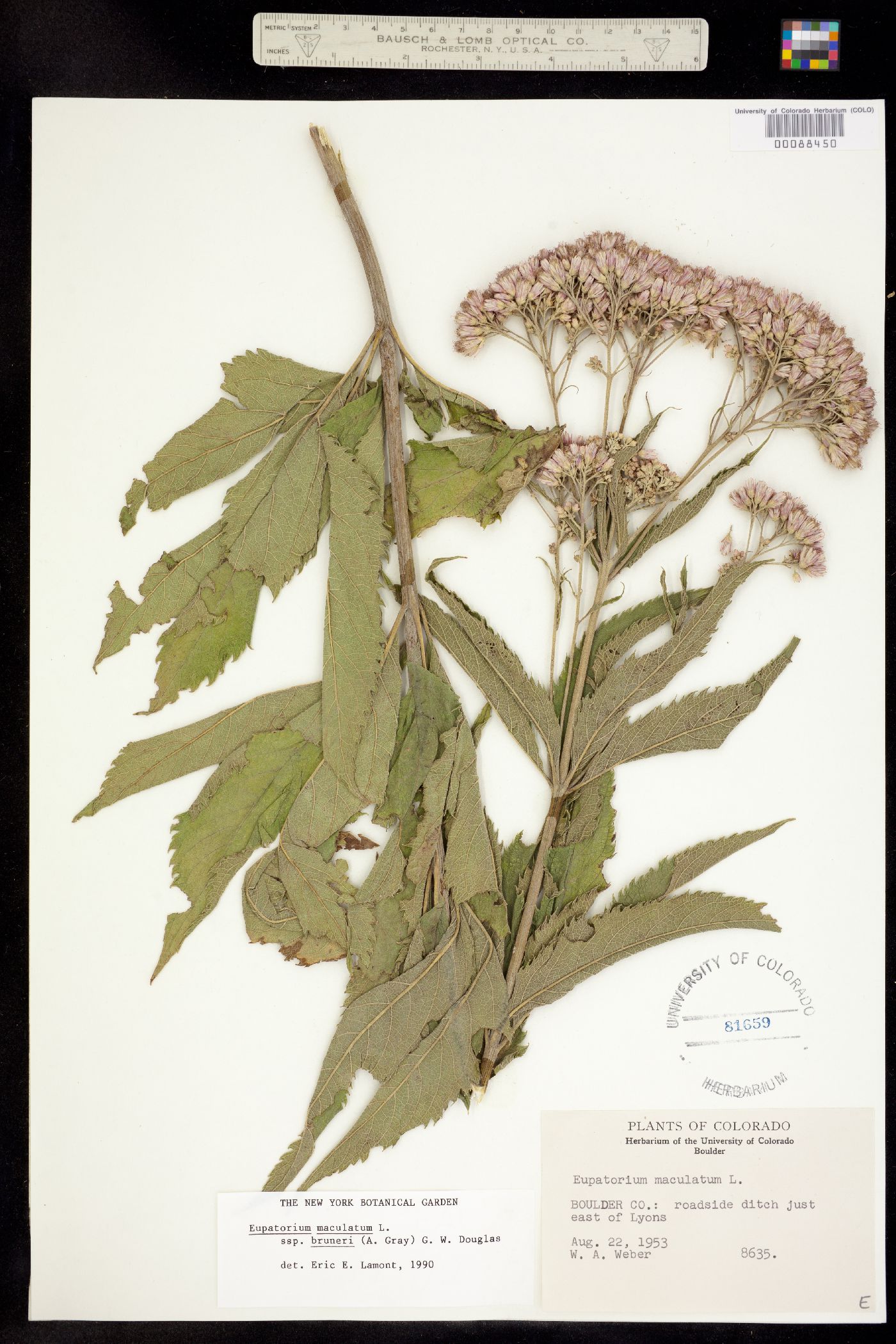 Eupatorium maculatum image