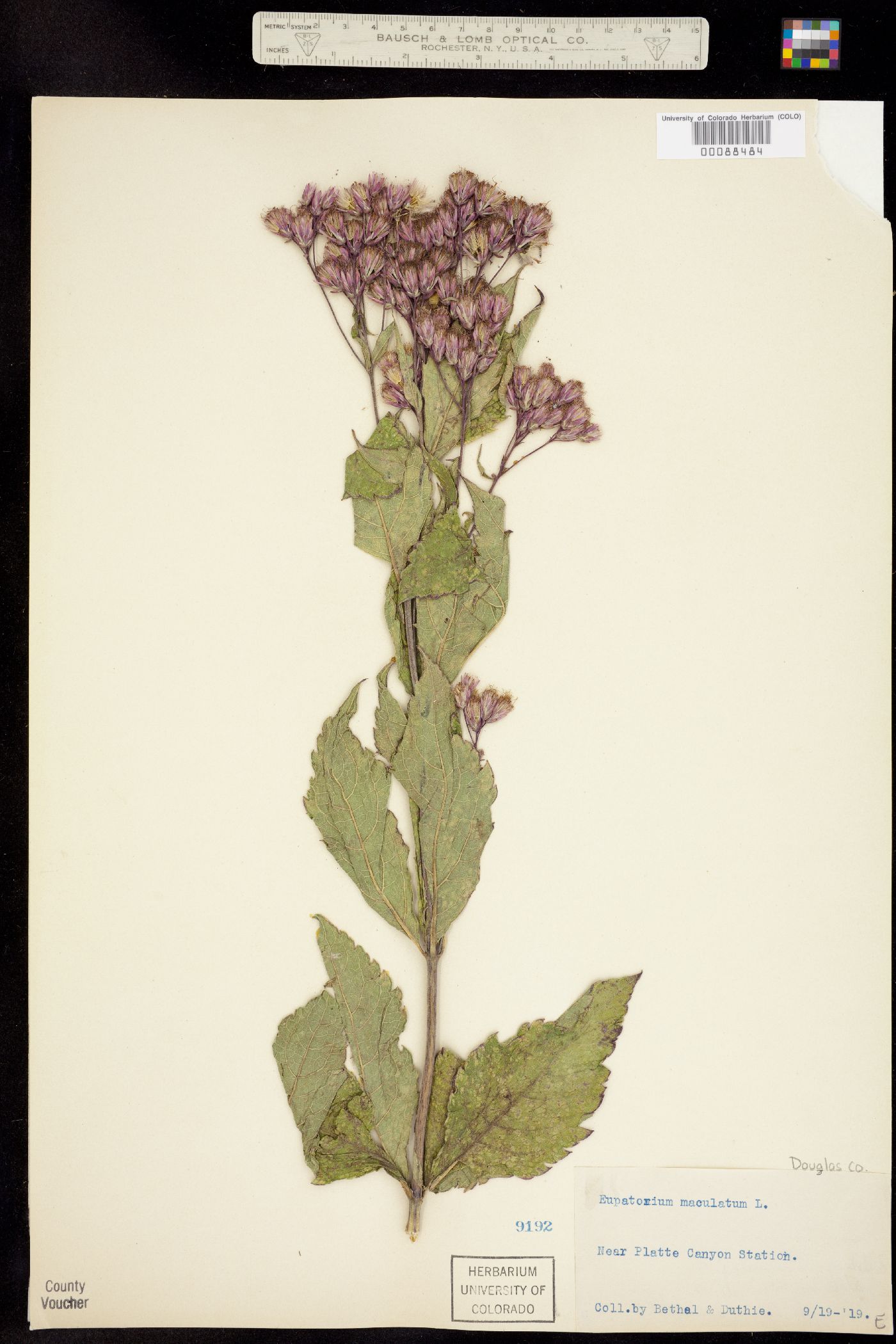 Eupatorium maculatum image