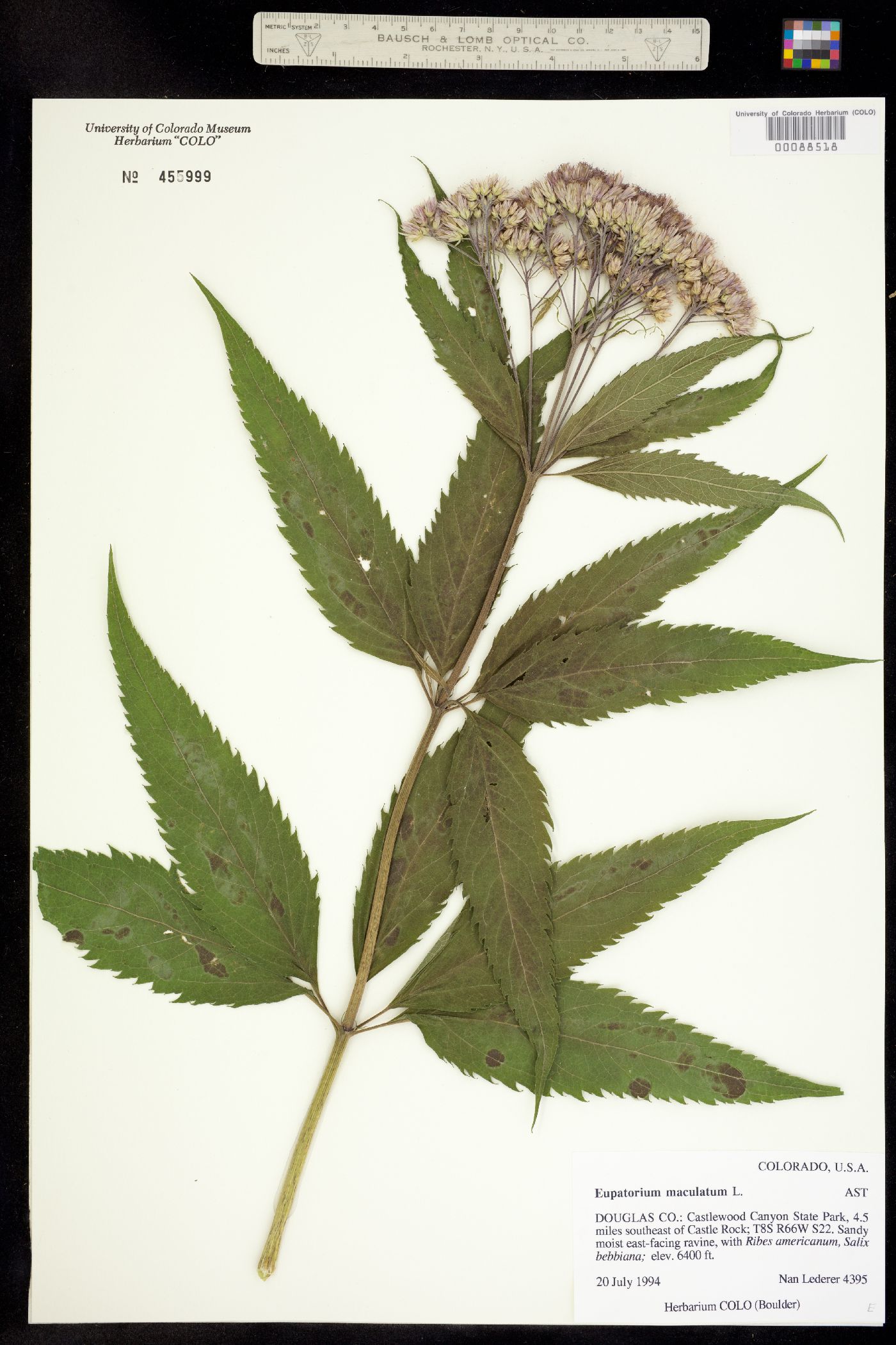 Eupatorium maculatum image