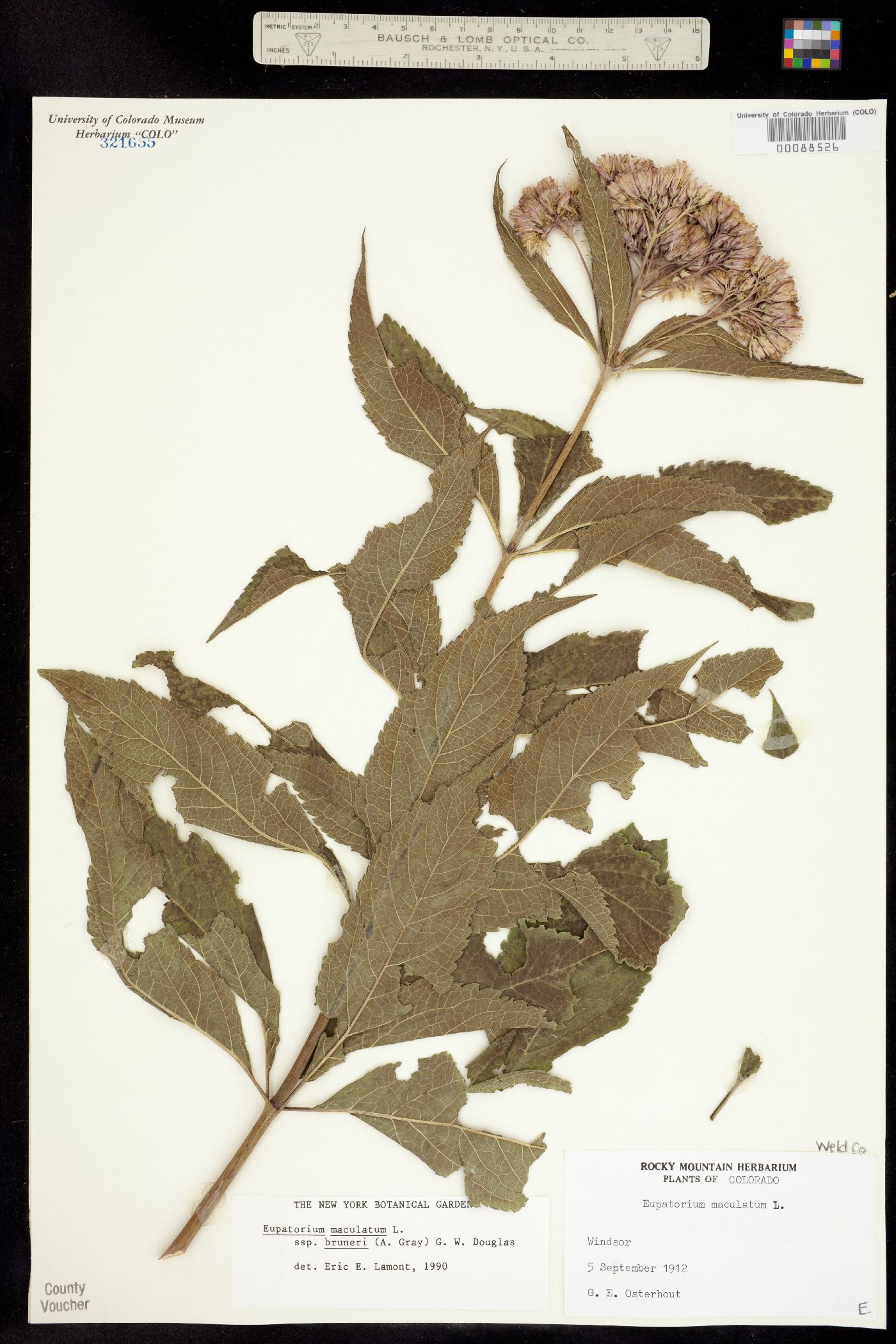 Eupatorium maculatum ssp. bruneri image