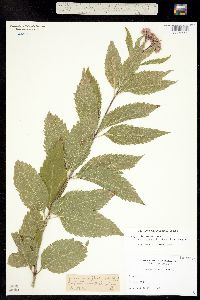 Eupatorium maculatum image
