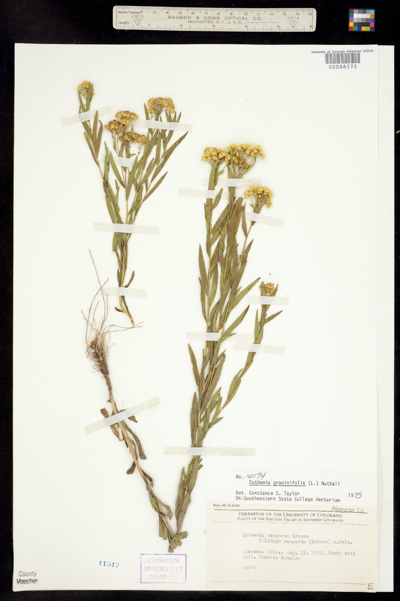 Euthamia graminifolia image