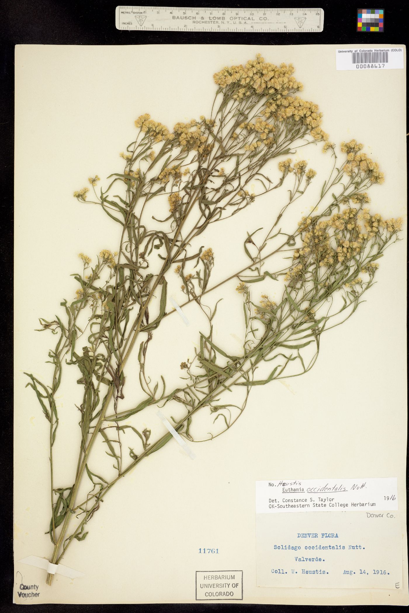 Euthamia occidentalis image