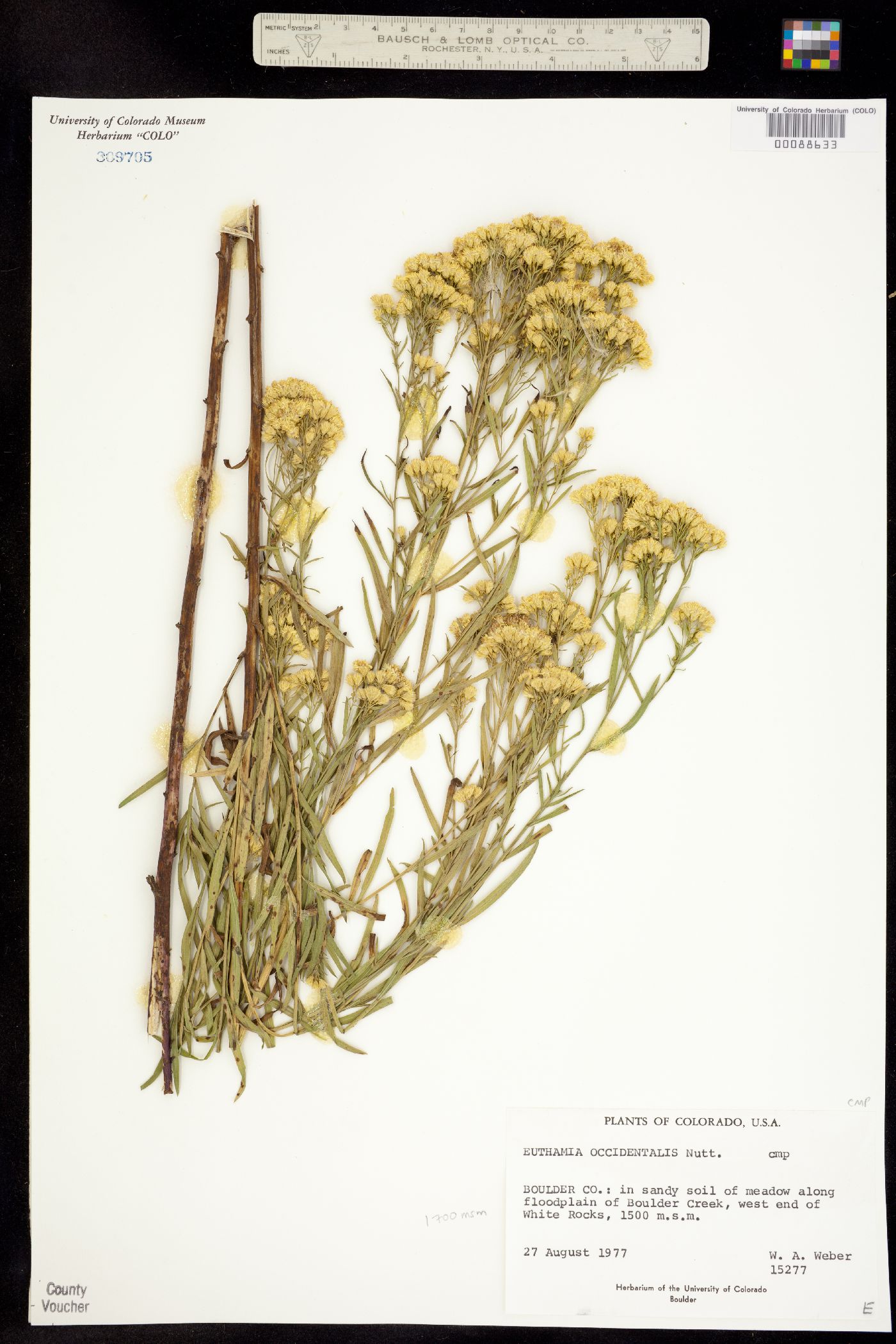 Euthamia occidentalis image