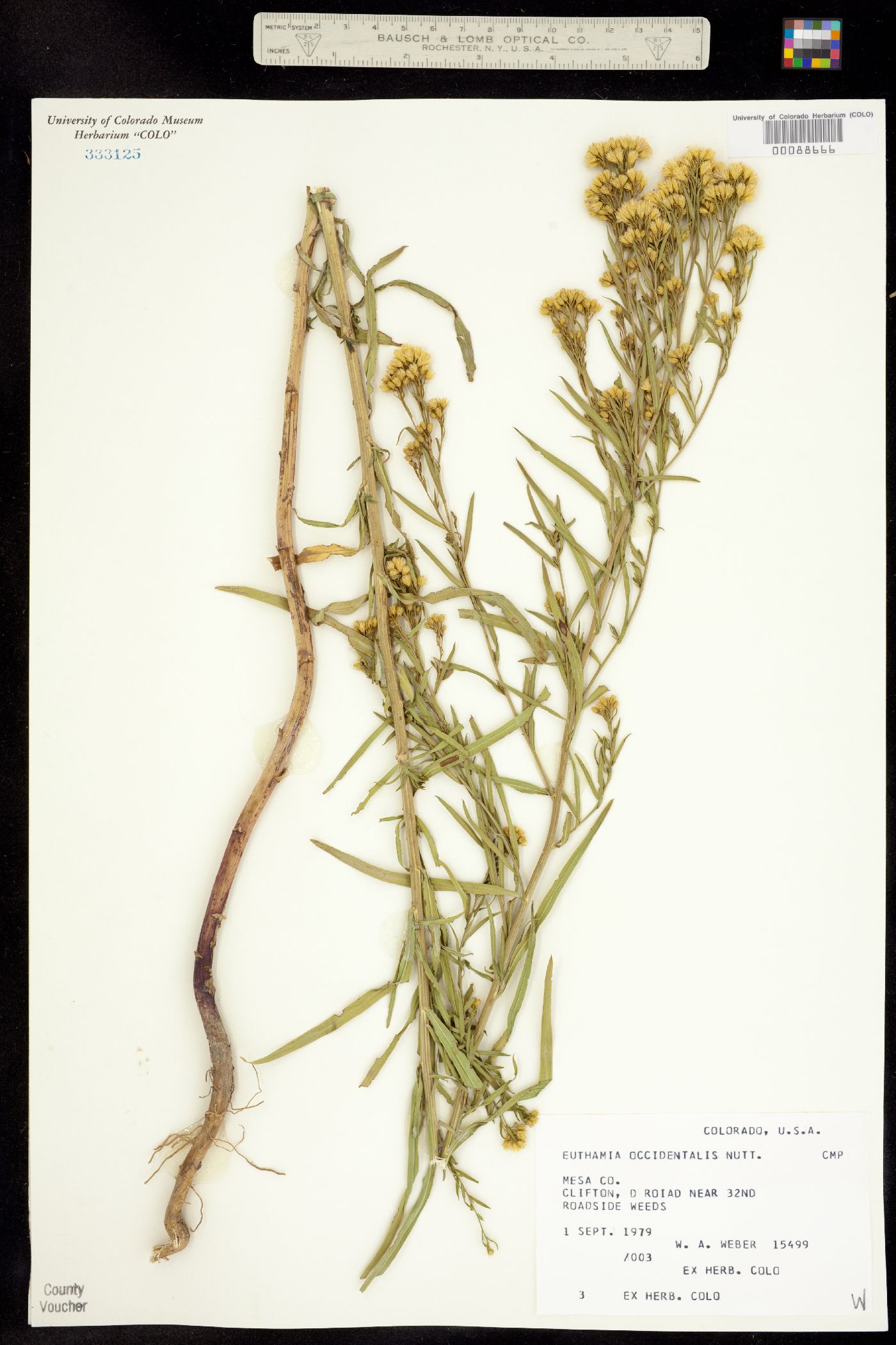 Euthamia occidentalis image