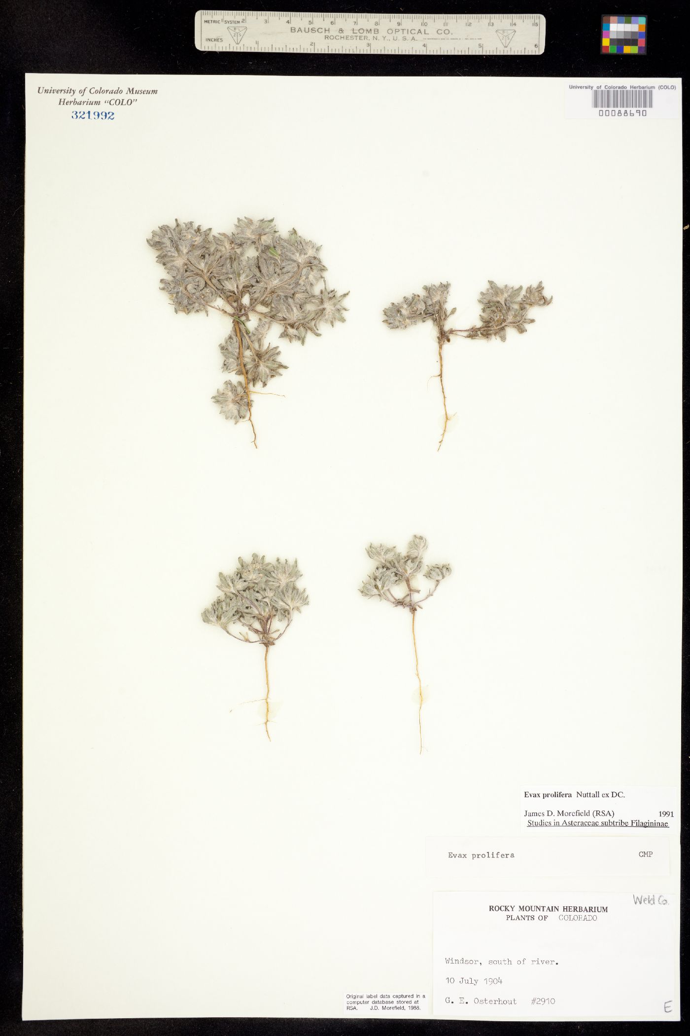 Evax prolifera image