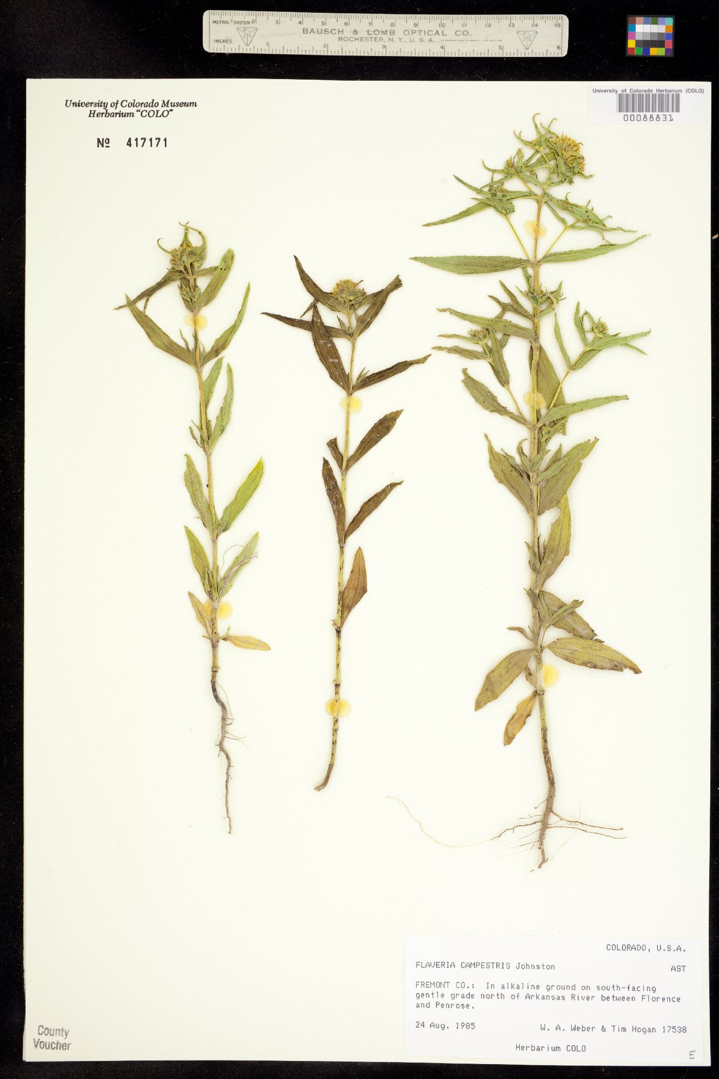 Flaveria campestris image