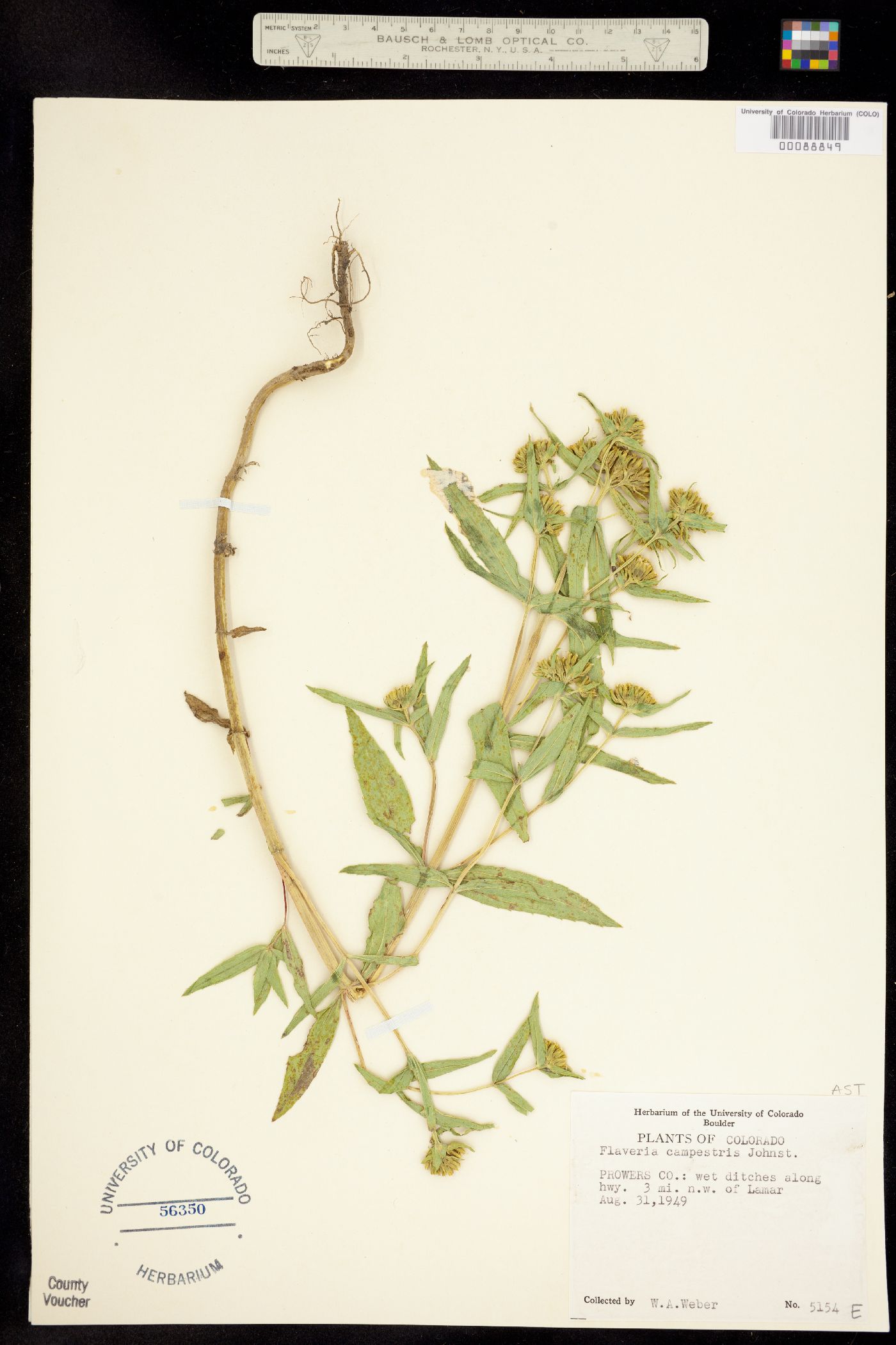 Flaveria campestris image