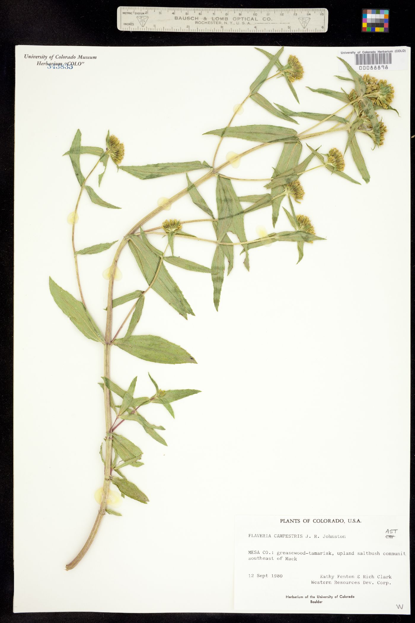Flaveria campestris image