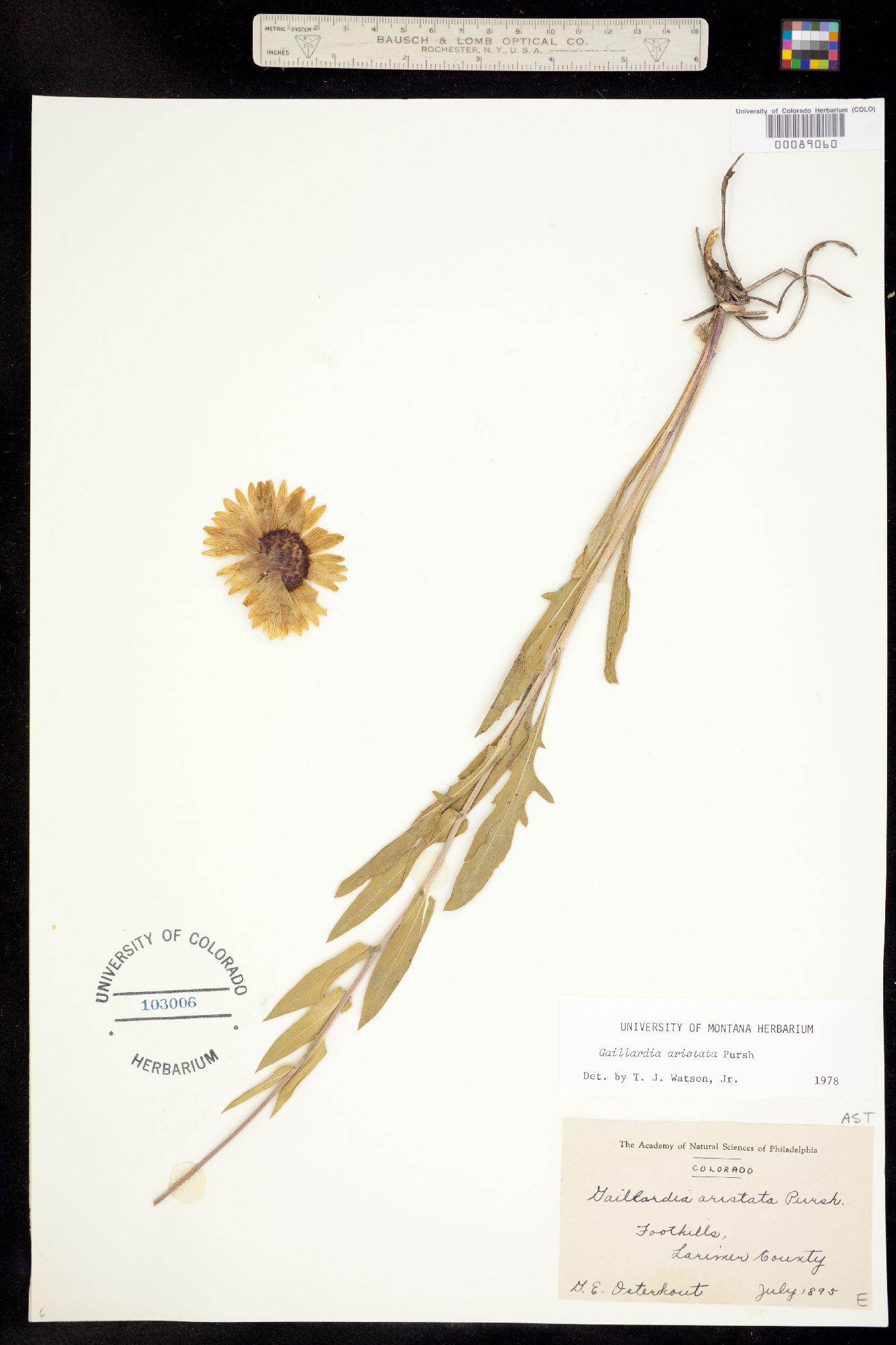 Gaillardia aristata image