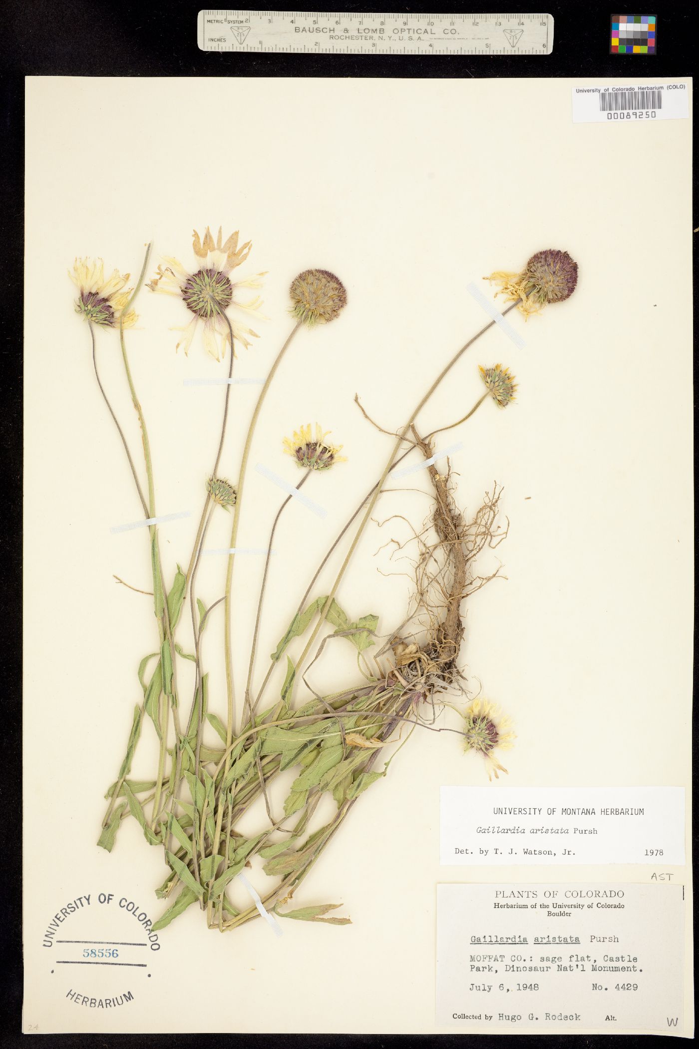 Gaillardia aristata image