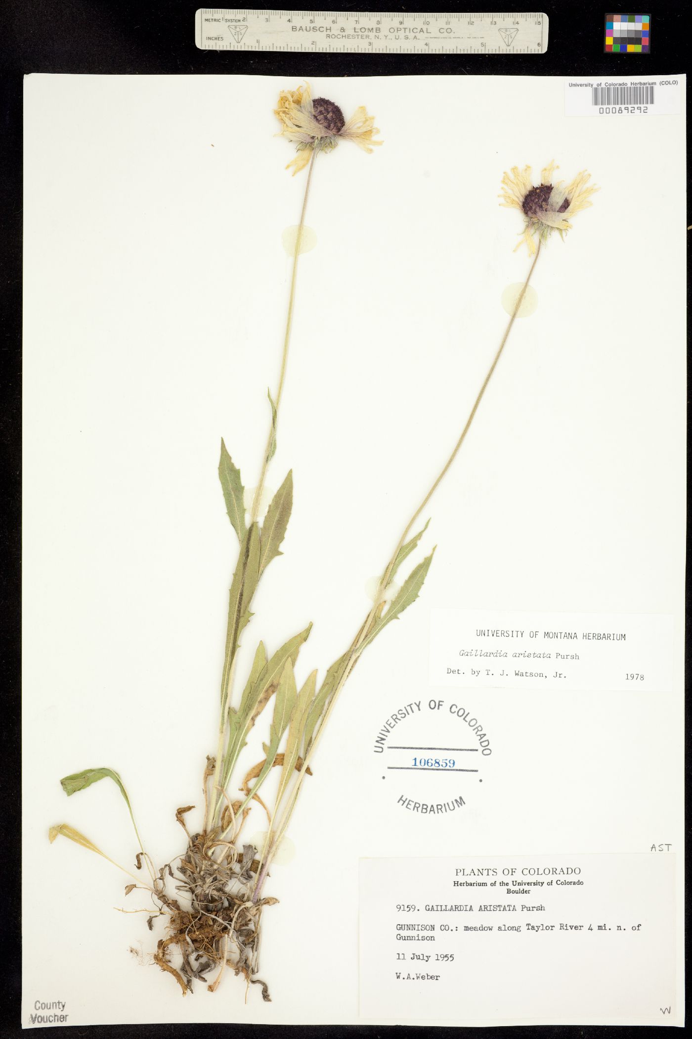 Gaillardia aristata image