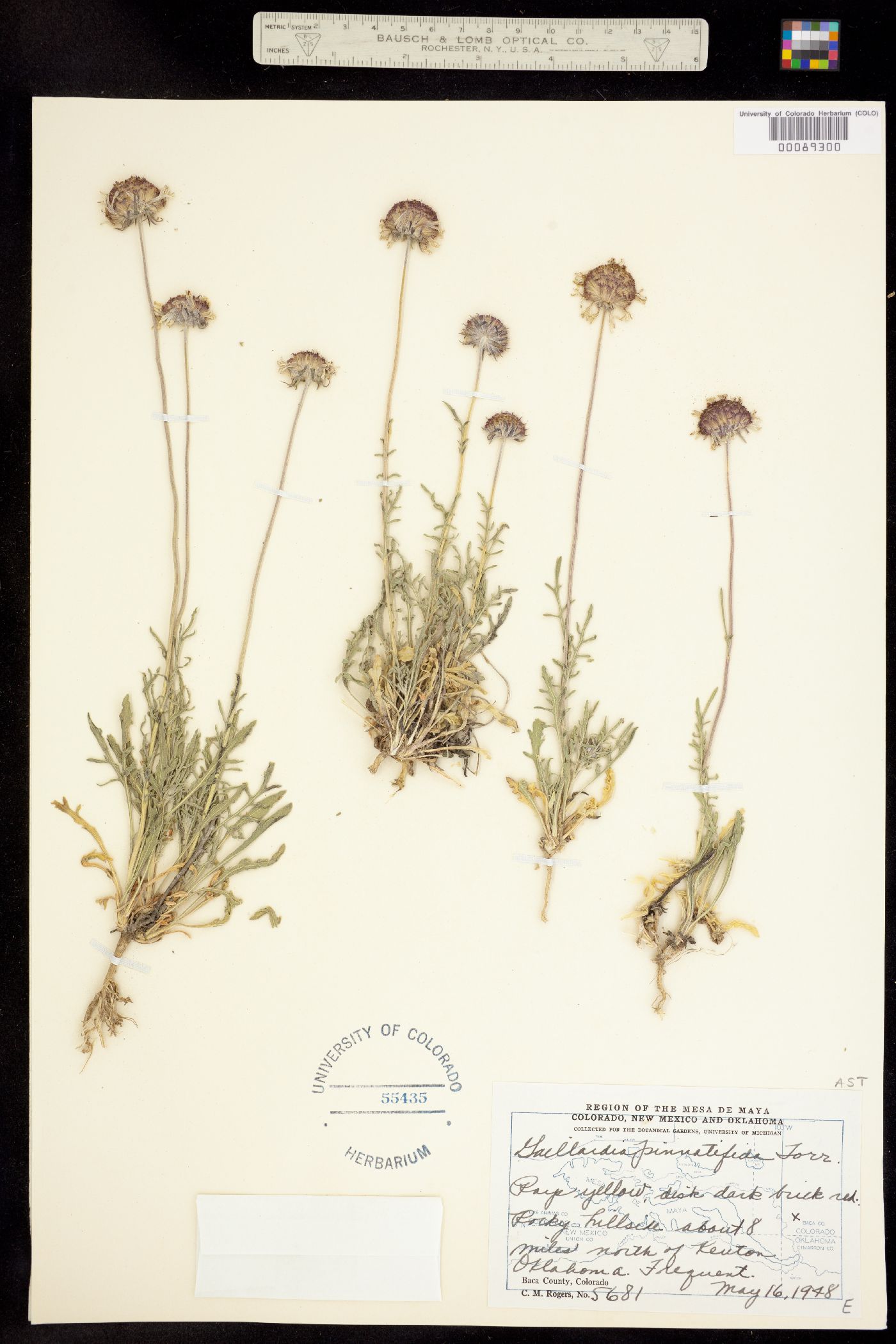 Gaillardia pinnatifida image