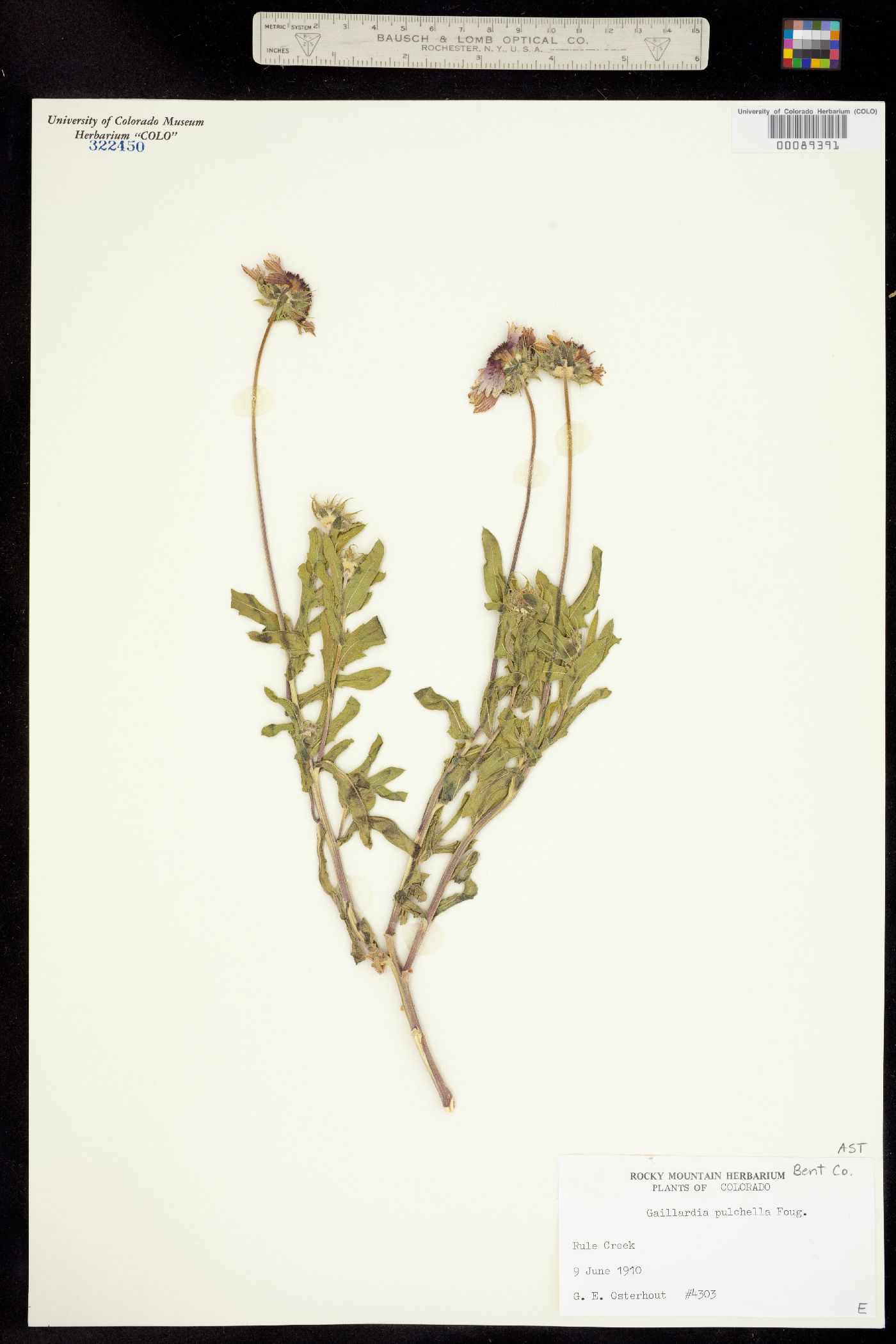 Gaillardia pulchella image