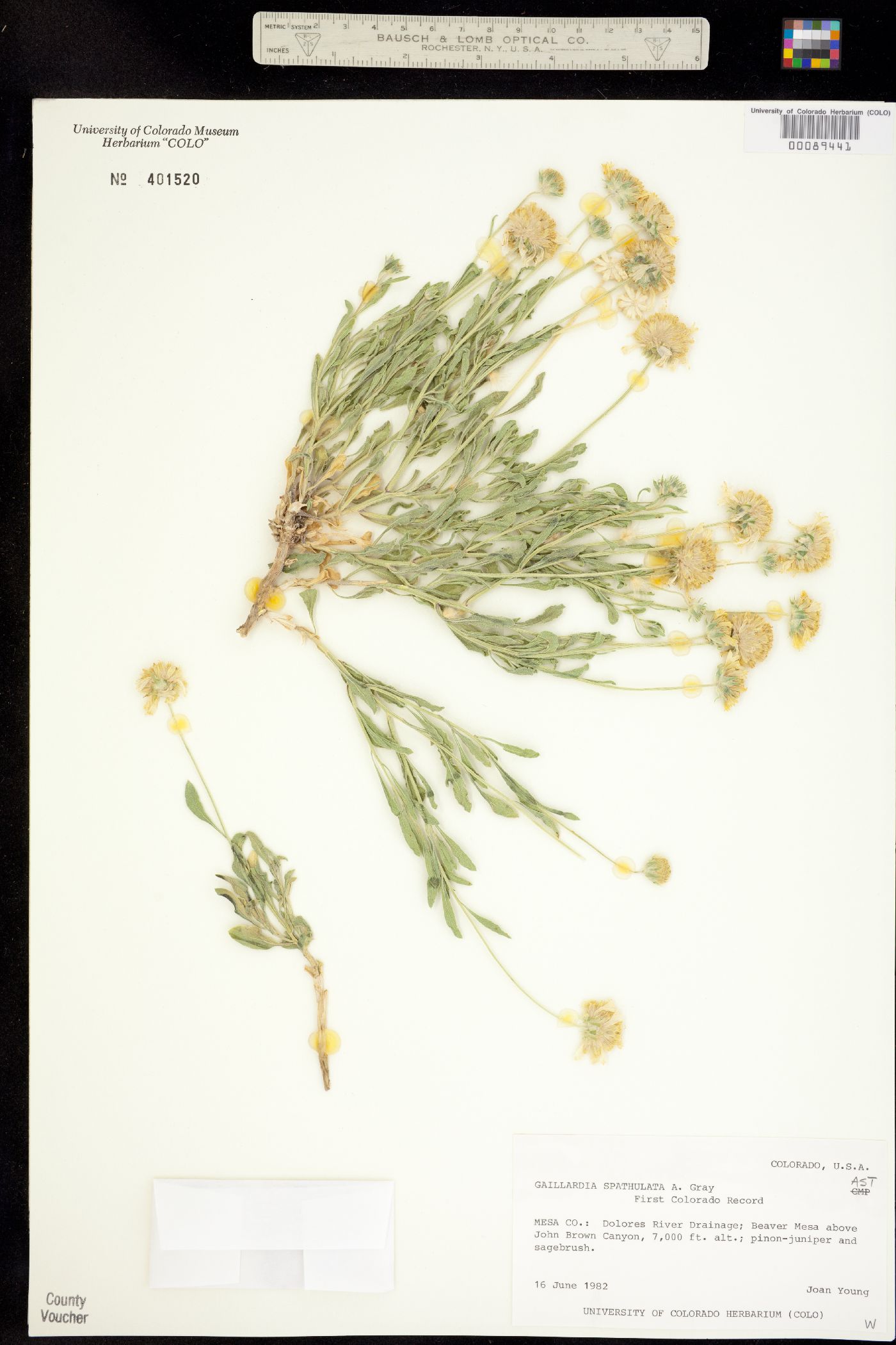 Gaillardia spathulata image