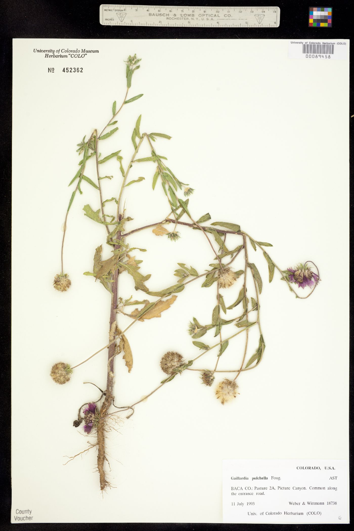 Gaillardia pulchella image