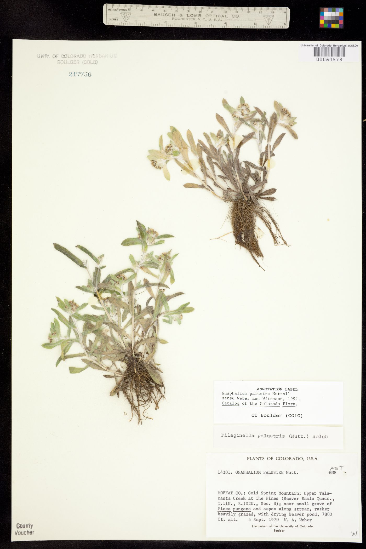 Gnaphalium palustre image