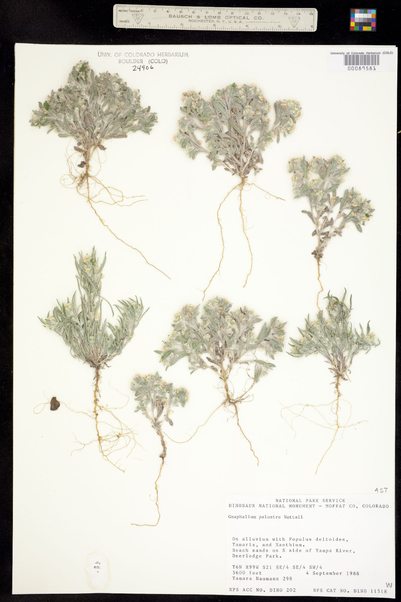 Gnaphalium palustre image