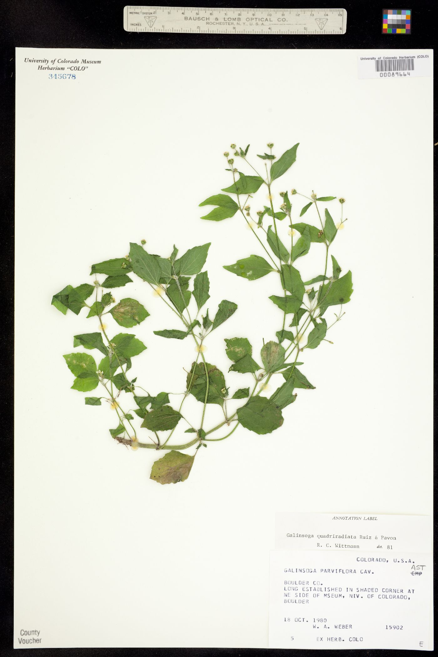 Galinsoga quadriradiata image