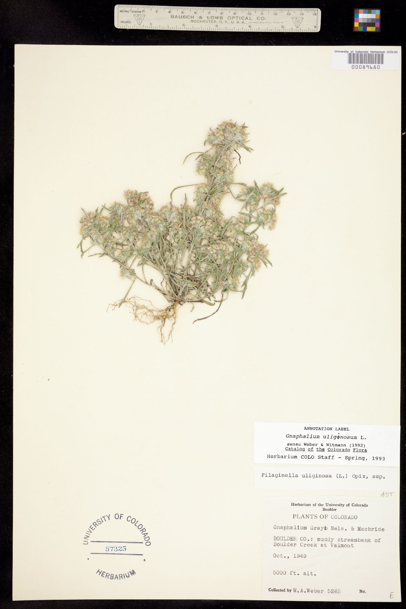 Gnaphalium uliginosum image