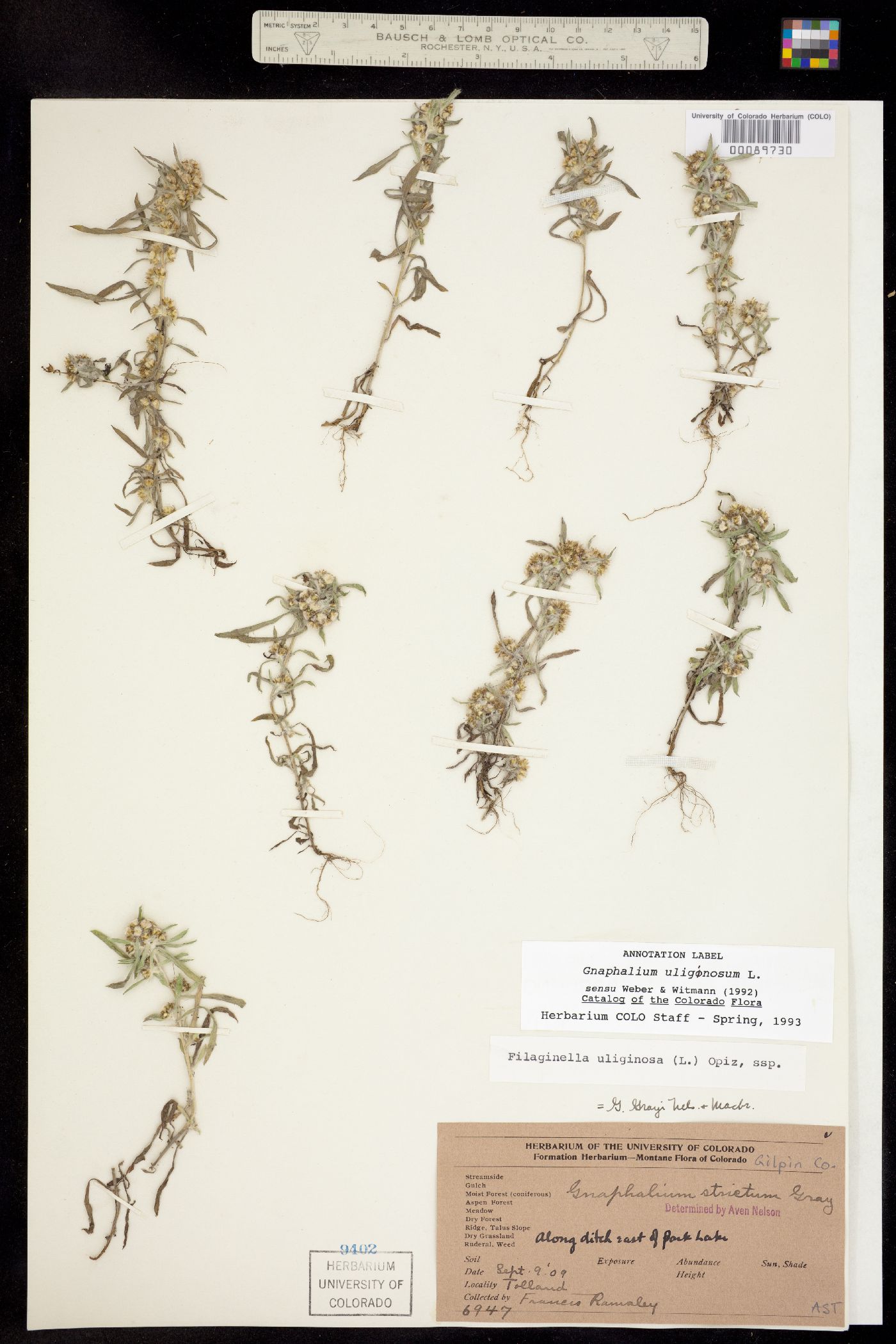 Gnaphalium uliginosum image