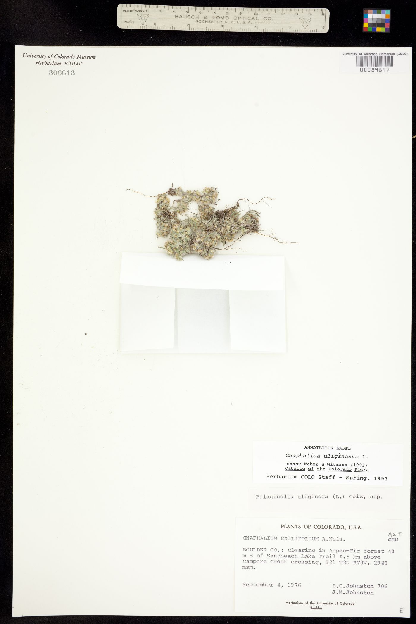 Gnaphalium uliginosum image