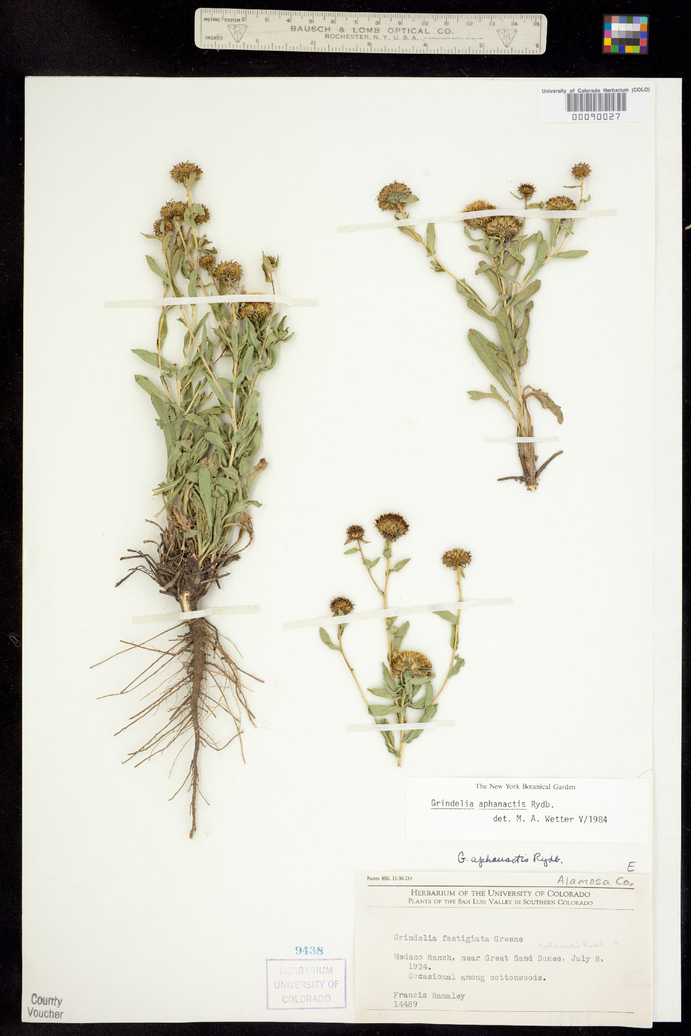 Grindelia squarrosa image