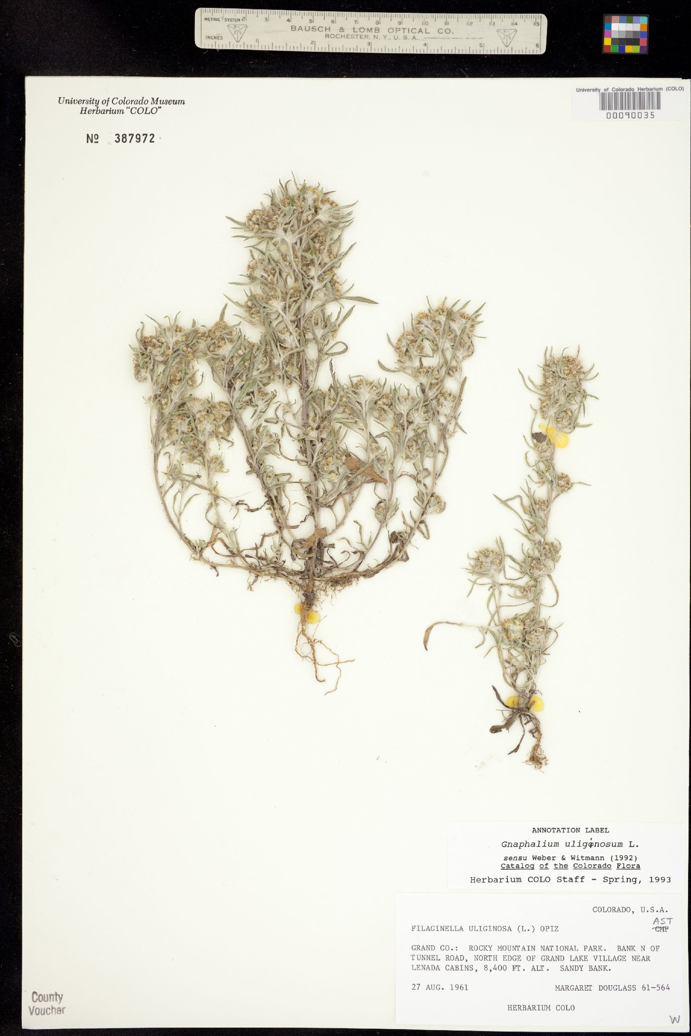 Gnaphalium uliginosum image