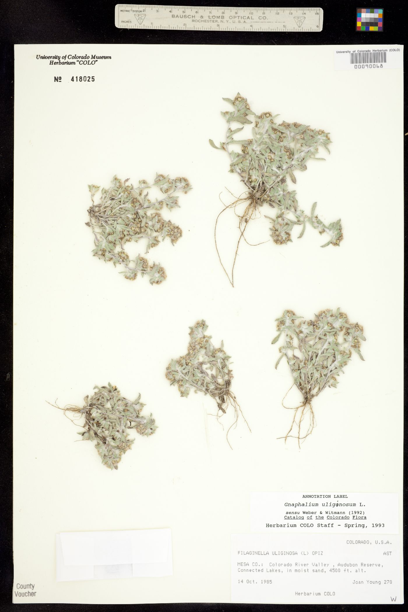 Gnaphalium uliginosum image