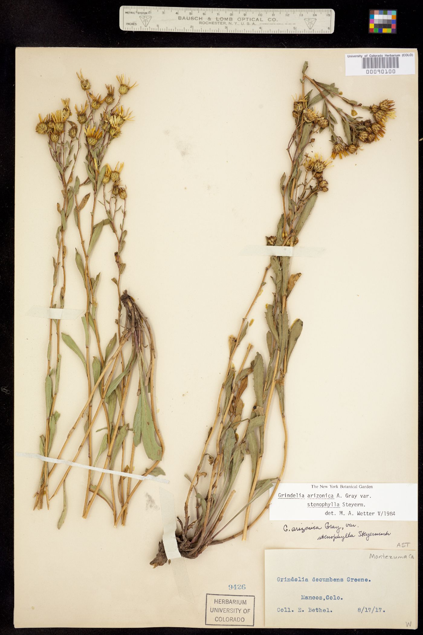 Grindelia arizonica image