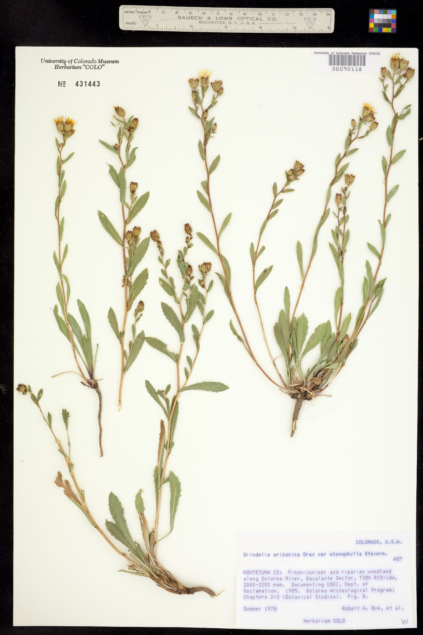 Grindelia arizonica var. stenophylla image