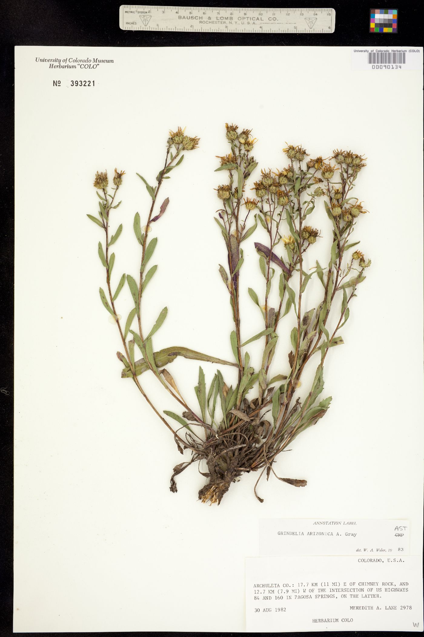 Grindelia arizonica image