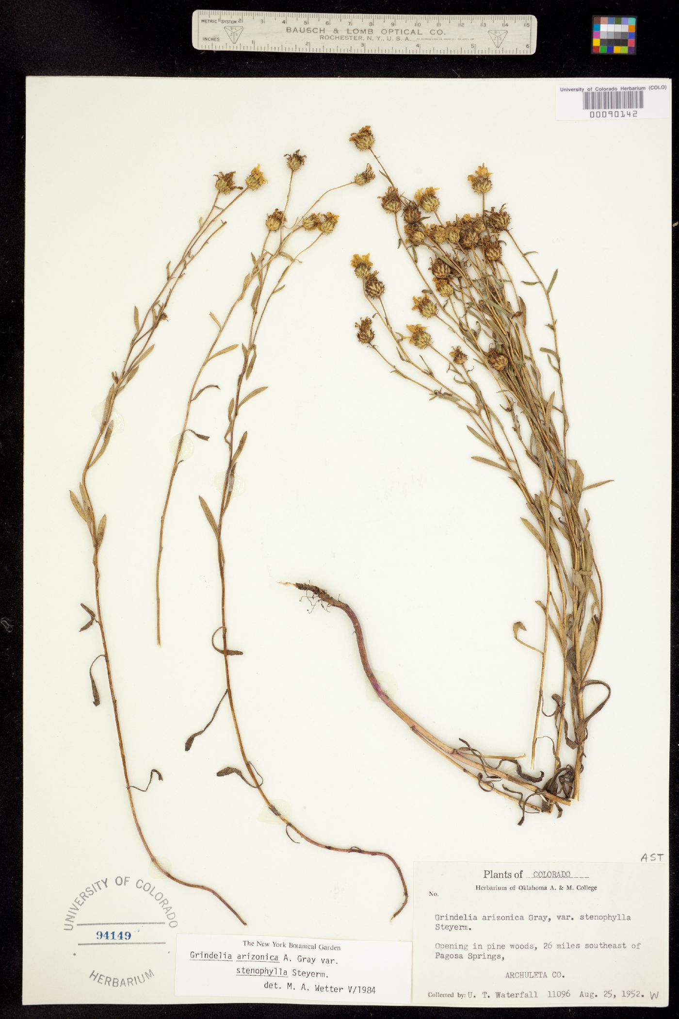 Grindelia arizonica var. stenophylla image