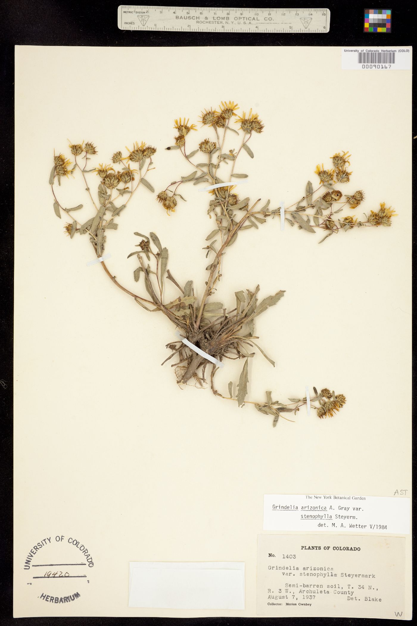 Grindelia arizonica image