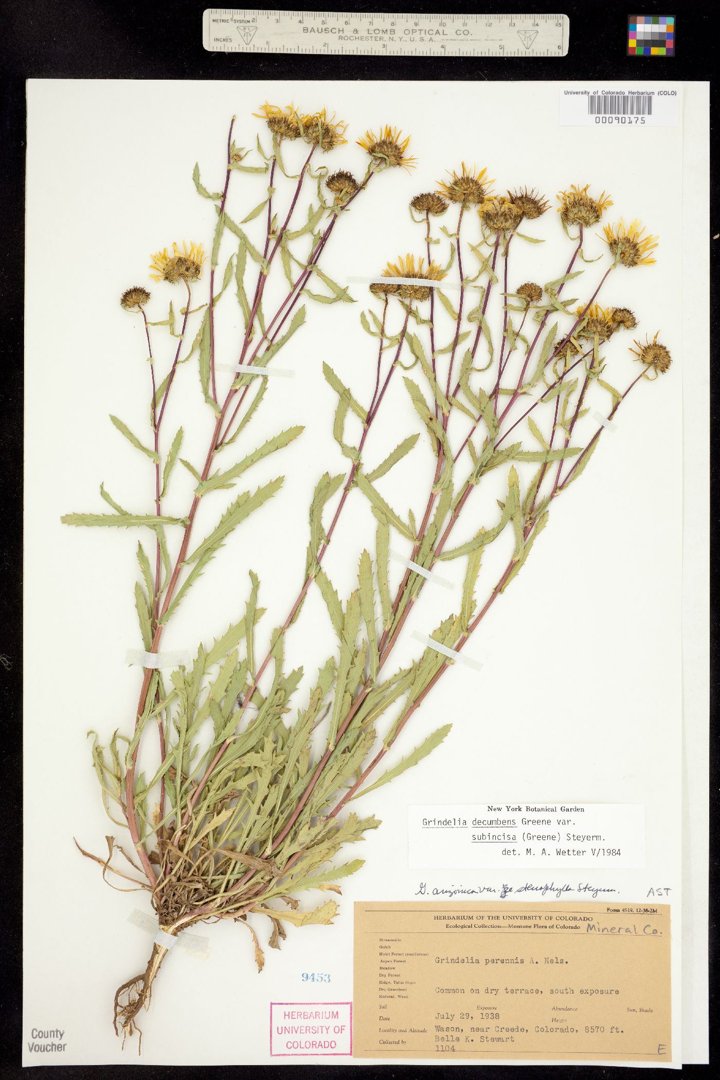 Grindelia decumbens image