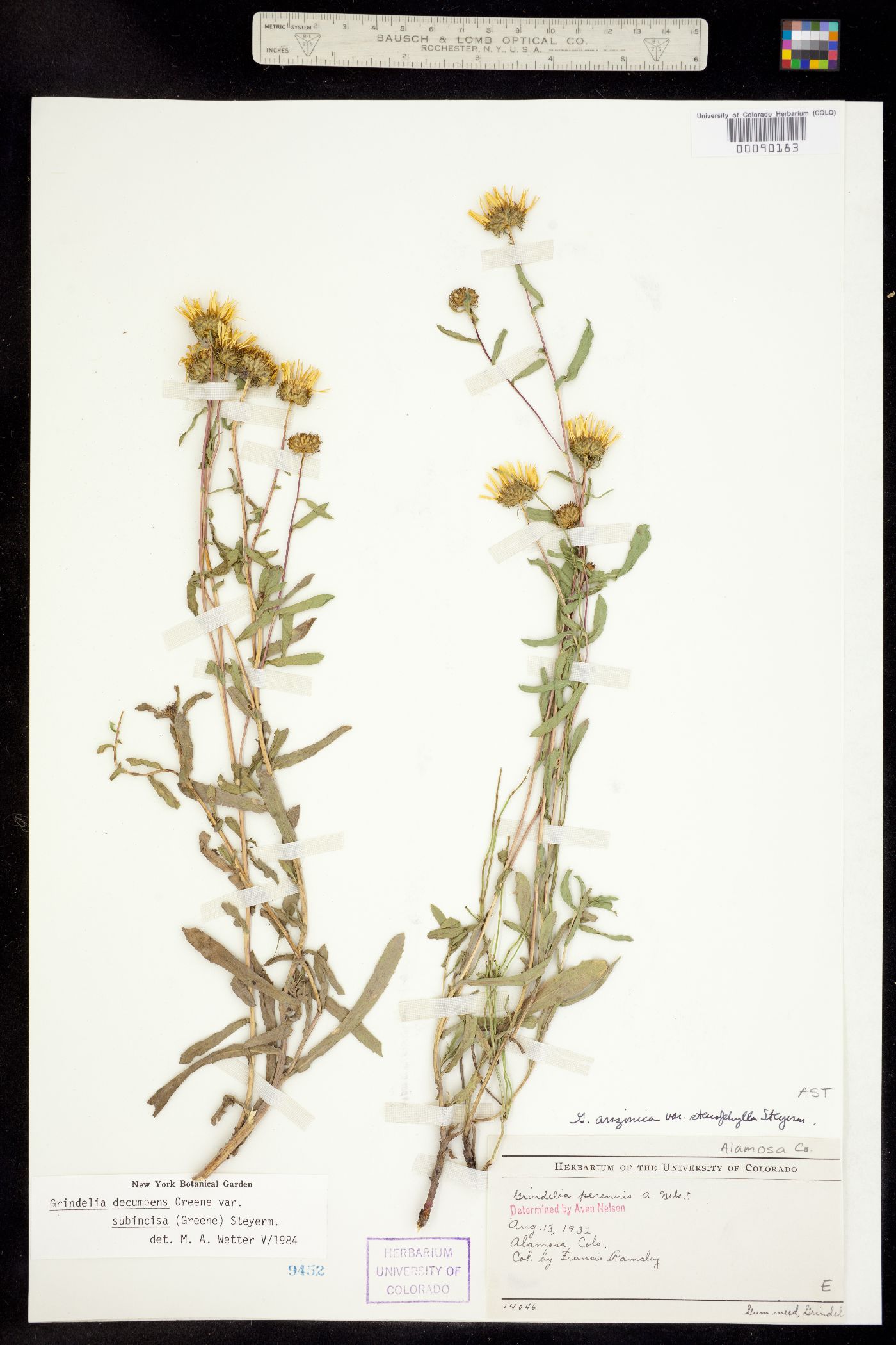 Grindelia decumbens image